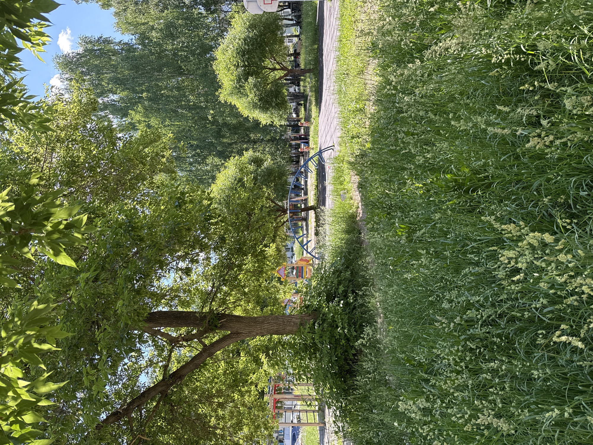 The image depicts a sun-drenched playground area with lush green grass and trees. In the foreground, tall, untamed grass with seed heads dominates the scene. Behind this, a large tree with dense foliage casts a shadow. The playground features colorful equipment, including a climbing structure and swings, some of which are partially obscured by the vegetation. In the background, several other trees, including birches, create a verdant canopy, and a basketball hoop is visible. The scene appears to be in a residential area, with apartment buildings suggested by the distant structures. The overall impression is one of a natural, slightly overgrown urban park setting in Chaikovsky, Russia.