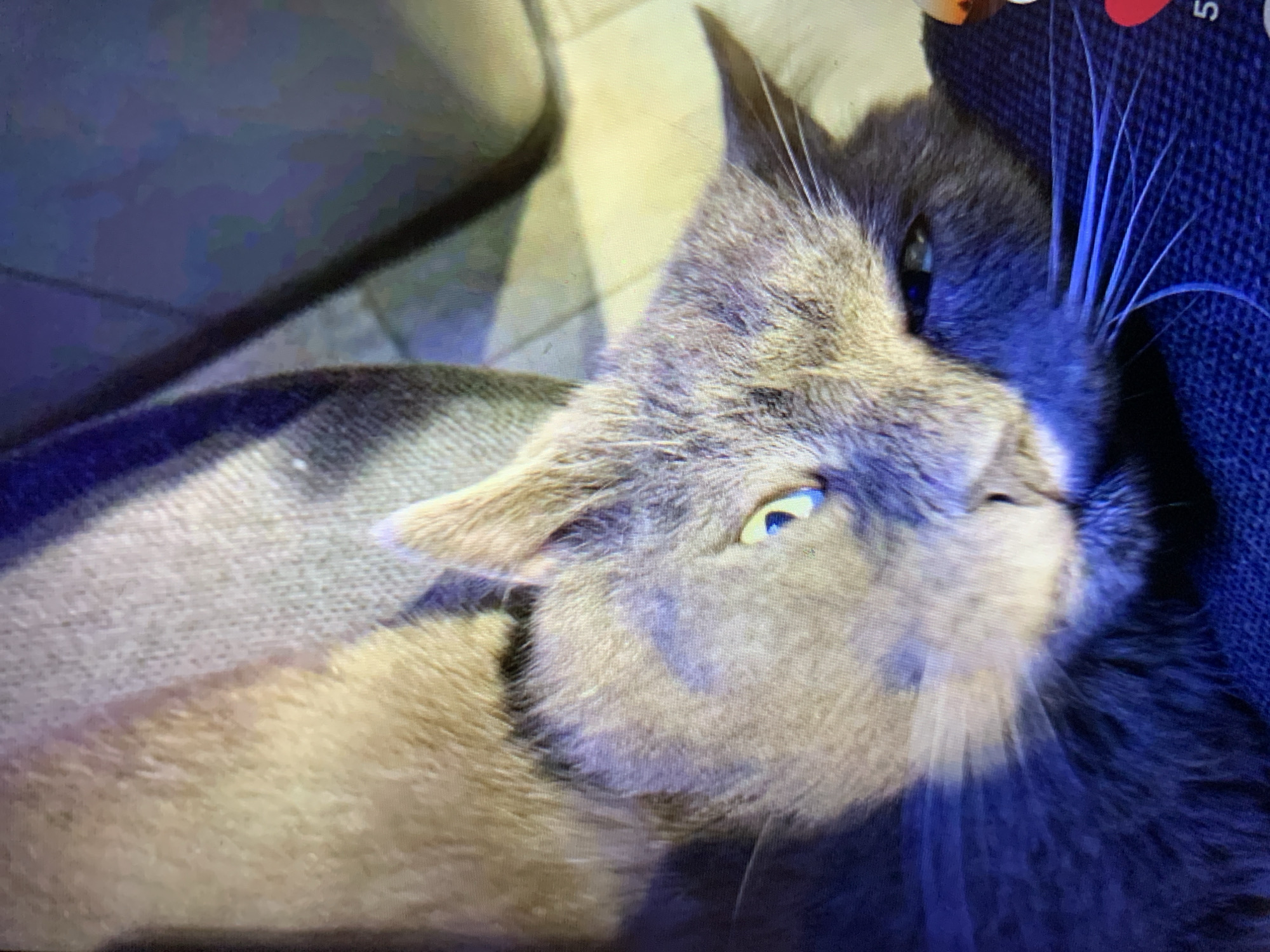 A grey cat with yellow-green eyes lies on its back, tilted to the left, on a dark blue textured surface. The cat's fur is short and appears soft. The background is a blurry mix of light beige and dark blue fabric, suggesting a domestic setting. The lighting in the image casts strong blue and yellow hues across the cat's face. The cat appears to be resting or sleeping. The scene is indoors and does not provide any specific information about its location in Lymanka, Ukraine.
