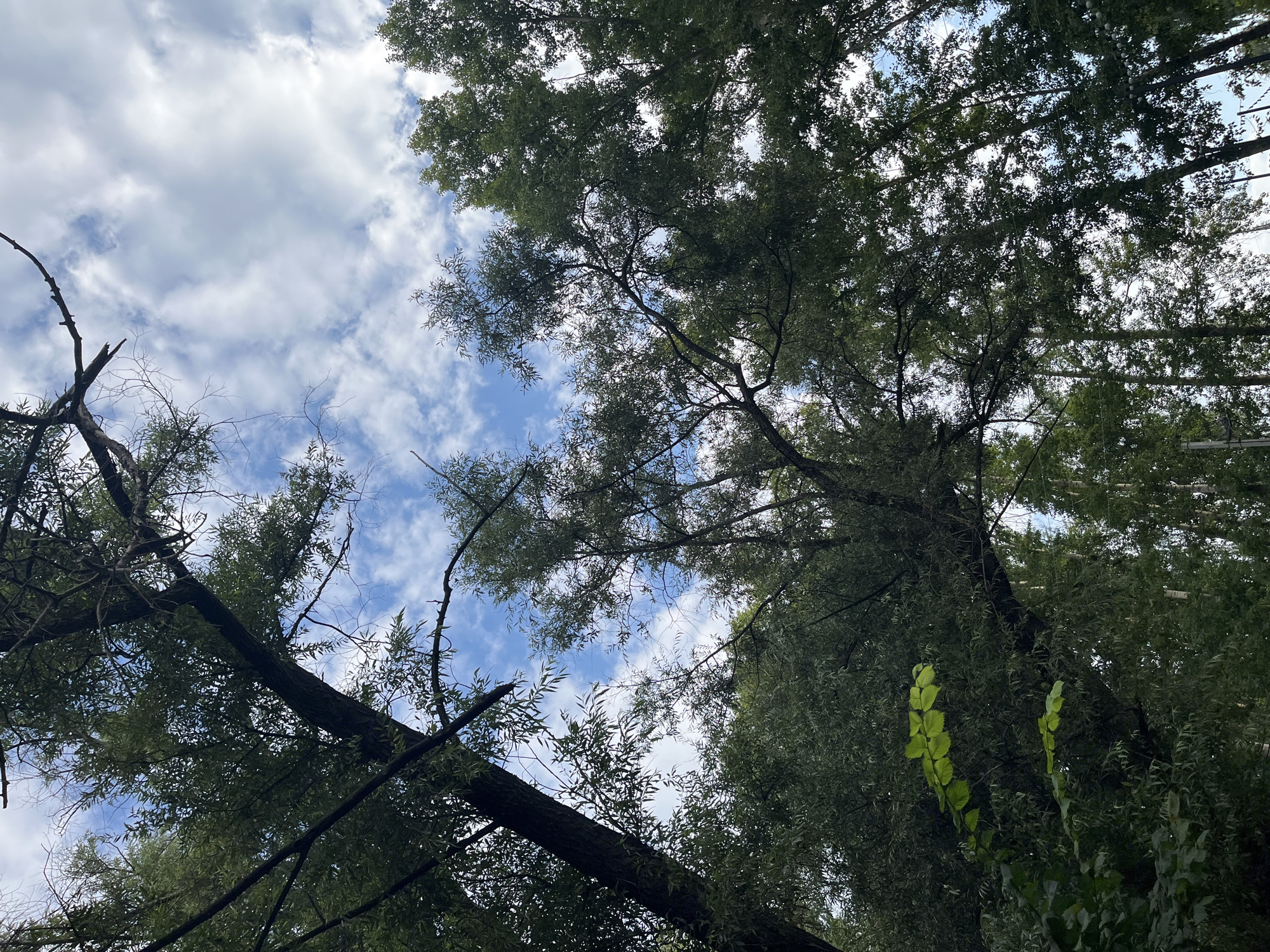 The image depicts a view looking upwards through the dense foliage of trees towards a partly cloudy sky. The trees, with their dark trunks and abundant green leaves, dominate the frame, with branches reaching out and interlacing. The sky above is a mix of bright blue and soft white clouds. Some of the trees appear to be tall and slender, while others are thicker and more mature. In the lower left portion of the image, a few bright green leaves are visible, contrasting with the darker greens of the surrounding foliage. The scene suggests a natural setting, likely a park or a wooded area within a city. While the image itself does not provide direct visual cues to its location in Blagoveshchensk, Russia, it captures the essence of an outdoor environment that could be found in such a city. There are no people, animals, or specific man-made structures that are clearly identifiable as belonging to Blagoveshchensk.