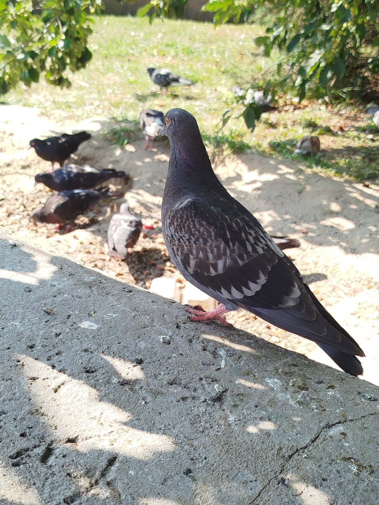 The image depicts a group of pigeons gathered on the ground and a concrete ledge in a park-like setting, likely within the city of Tyumen, Russia. The foreground features a close-up of a pigeon standing on a textured concrete surface. Its back is turned to the camera, revealing iridescent neck feathers and gray wings with lighter markings. In the background, several other pigeons are visible, some dark-colored and others lighter, scattered across a sandy or dirt ground covered with sparse grass. Overhanging trees with green leaves cast dappled shadows on the ground, indicating an outdoor environment during daytime. The scene is natural and devoid of human presence.