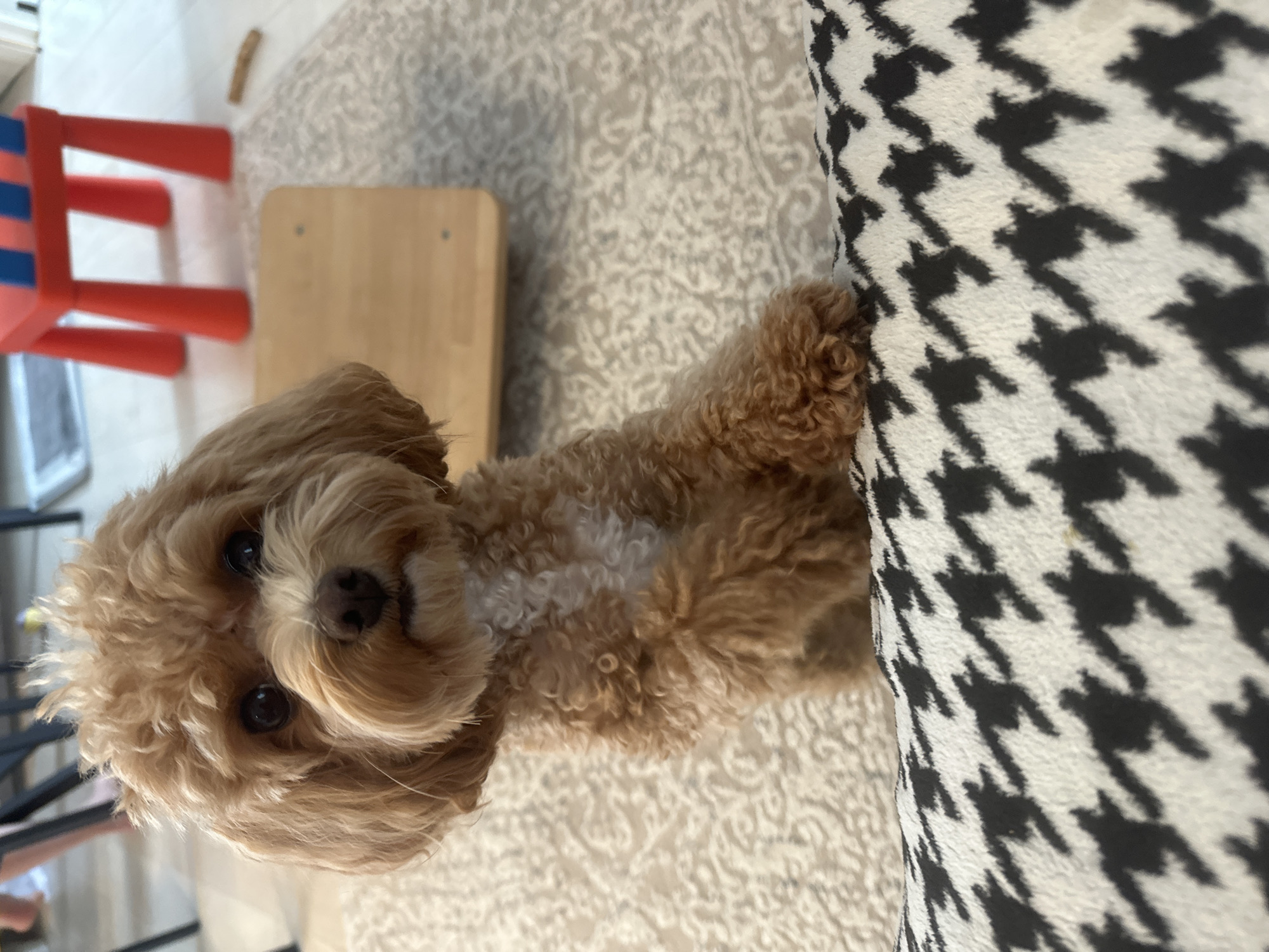 A light brown, curly-haired dog stands on its hind legs, leaning on a black and white houndstooth patterned surface. Its front paws are visible, with one resting on the patterned surface. The dog's face is directed towards the camera, with dark eyes and a small nose. The background is blurred but shows a light-colored rug with a pattern, a wooden object, and parts of furniture, including a red and blue child's chair. The scene appears to be indoors.