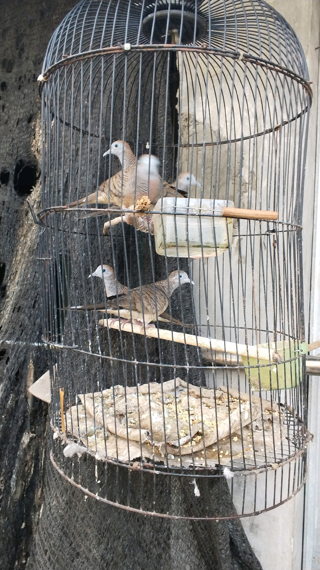 A round, black metal birdcage is positioned outdoors, with a textured, dark mesh fabric draped around its lower half. The background consists of a light-colored, textured wall and a dark, rough-surfaced object, possibly a tree. Inside the cage, four zebra doves are visible. Two doves are perched on a horizontal wooden stick in the upper section of the cage, one facing left and another blurry one behind it. A third dove is perched on a wooden stick in the lower section of the cage, facing left. A fourth dove is also on the lower perch, facing right. In the lower part of the cage, a circular platform, possibly a food dish, is covered in what appears to be birdseed and nesting material. The overall scene suggests a domesticated setting for the birds, possibly in a residential area in Penompo, Indonesia.