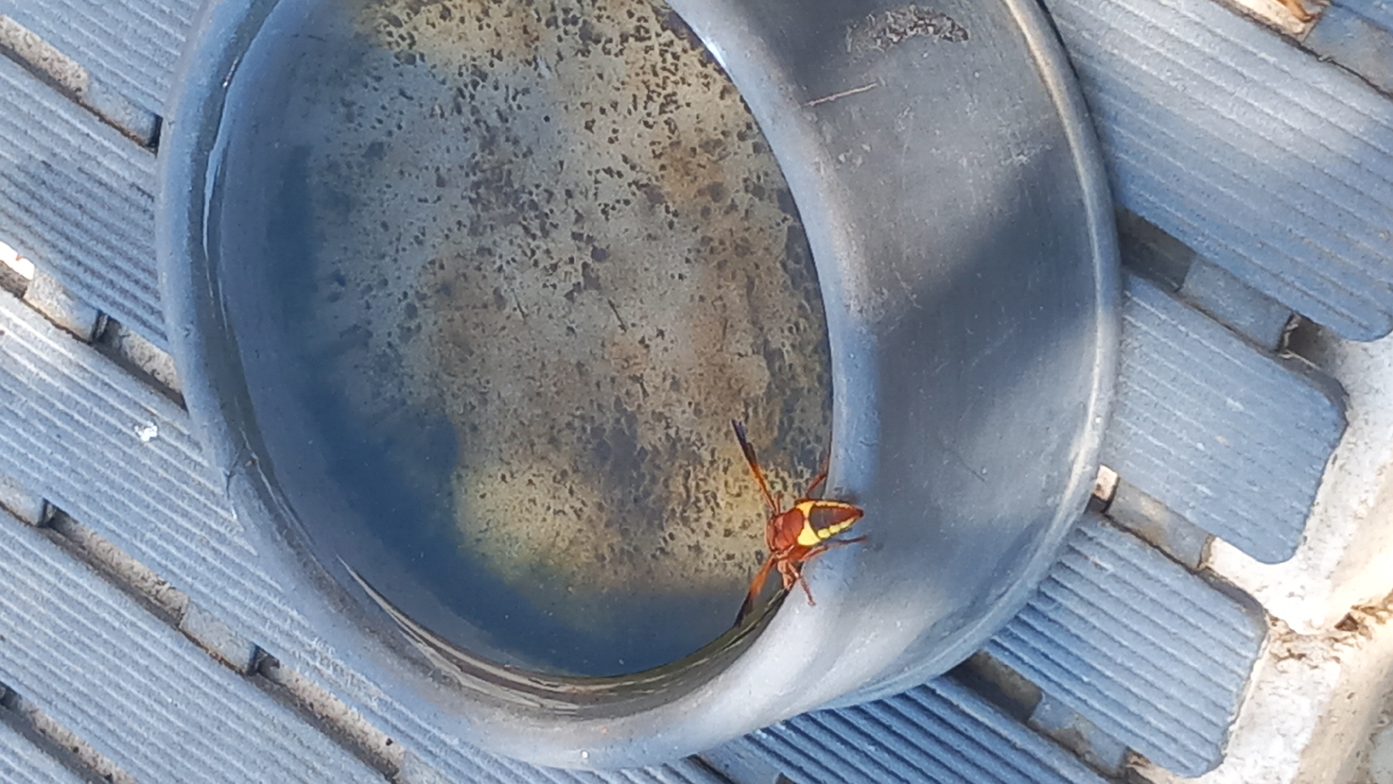 A hornet with yellow and black markings is perched on the edge of a dark, round basin filled with water. The basin is placed on a textured surface composed of grey ribbed planks. The background is slightly out of focus, showing more of the ribbed planks and some lighter-colored material underneath. The scene appears to be outdoors. The location is Άγιος Νεκτάριος, Greece.