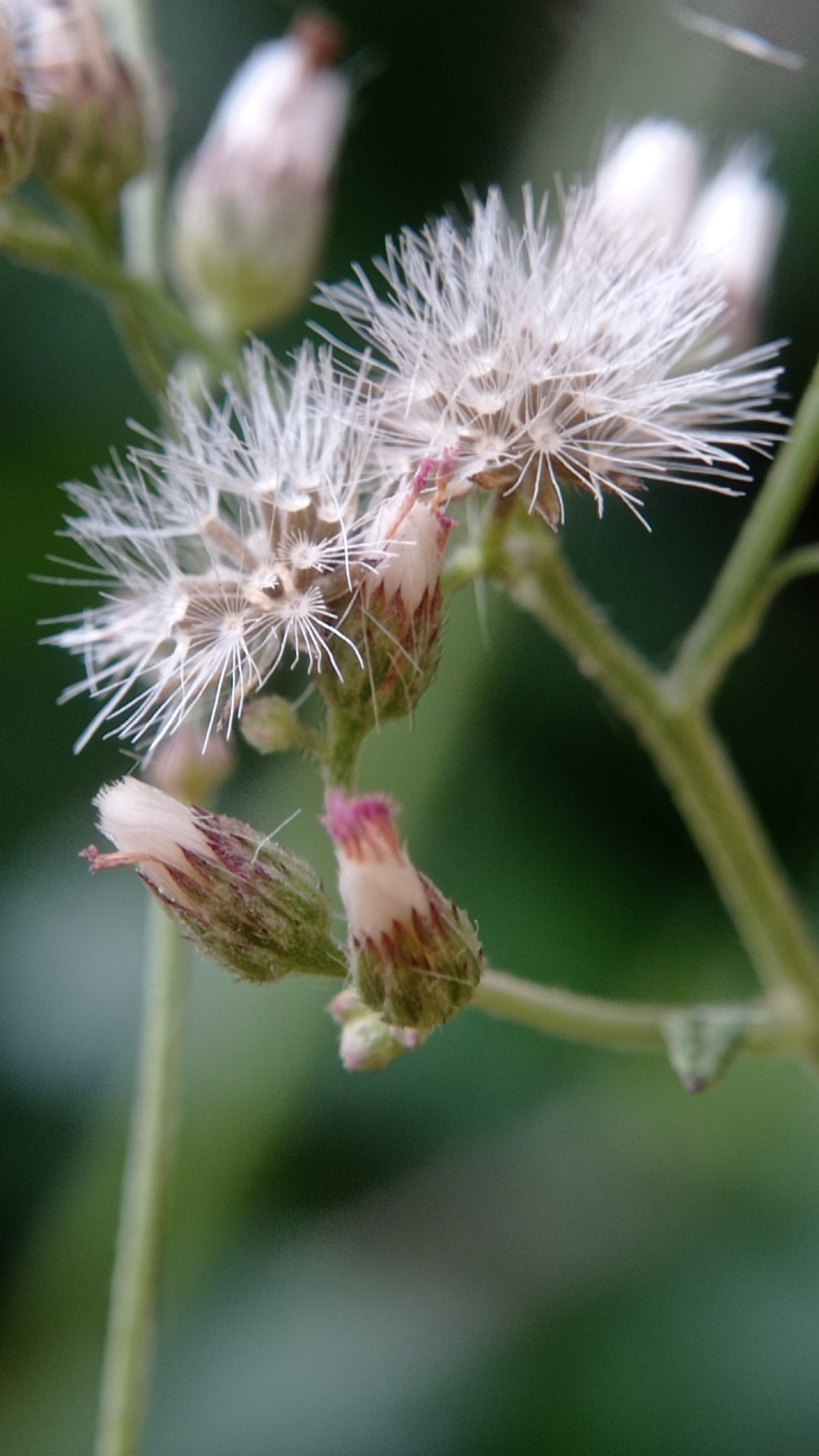 The image is a close-up, macro shot of several small, white, dandelion-like seed heads and flower buds on a thin green stem. The background is a soft, blurred green, suggesting an outdoor, natural environment. Some of the buds are partially open, revealing pinkish-purple tips. The foreground shows two buds with a fuzzy, textured appearance. The scene is likely located in Bedali, Indonesia, given the context provided. There are no people or discernible human activity in the image.