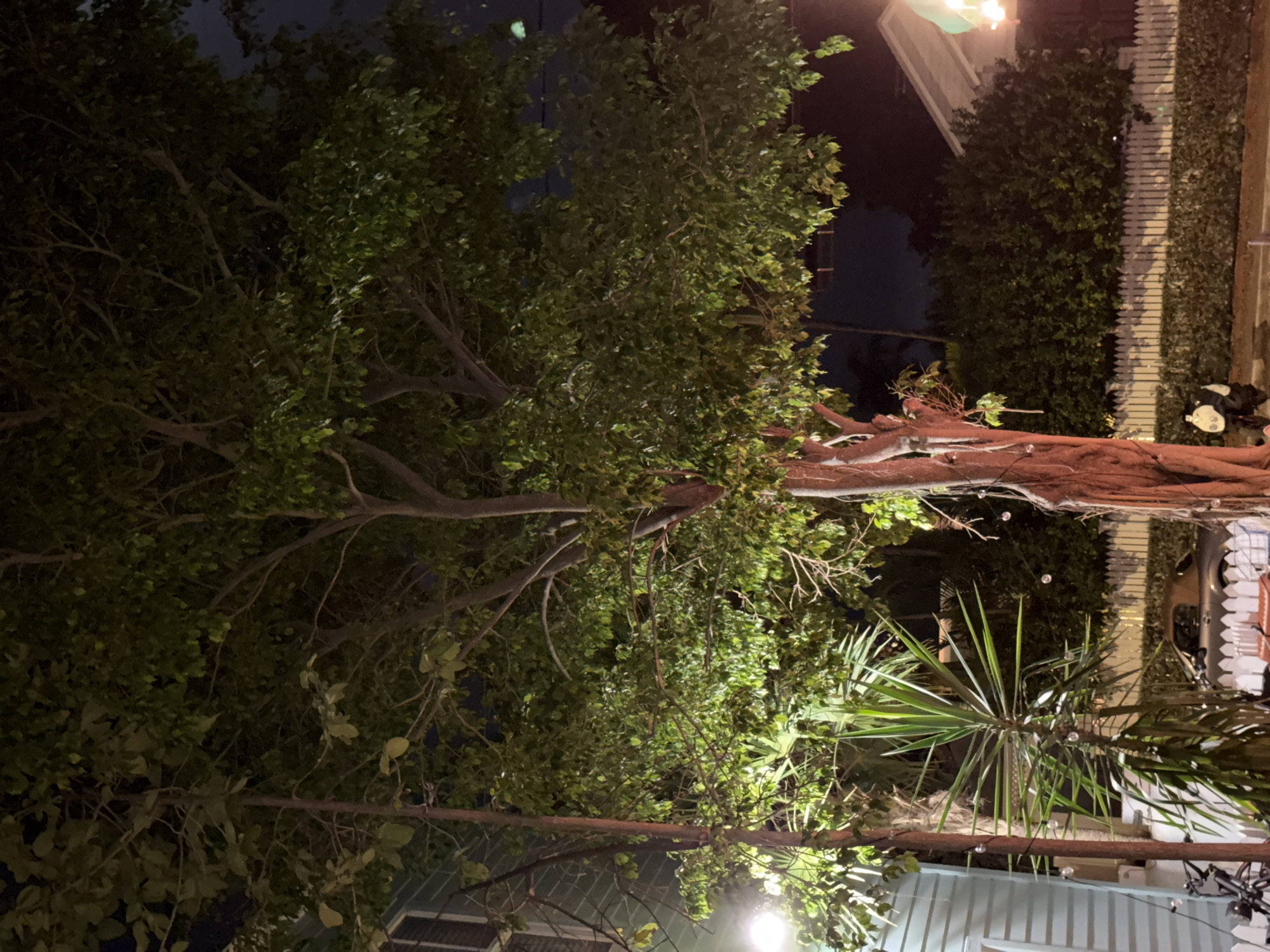 In Key West, Florida, an outdoor night scene unfolds with a large tree dominating the foreground. The tree's trunk is a reddish-brown and its canopy, filled with dense green leaves, is illuminated by artificial lights, casting a glow on the branches. To the left of the tree, a pale blue structure, possibly a building, is visible. A spiky green plant, resembling a yucca, stands near the base of the tree. Beyond the tree, a white picket fence runs horizontally across the image, with a lush green hedge behind it. A silver convertible car is parked behind the fence. Two black and white motorcycles are parked in the lower right corner. The sky above is dark, indicating nighttime.
