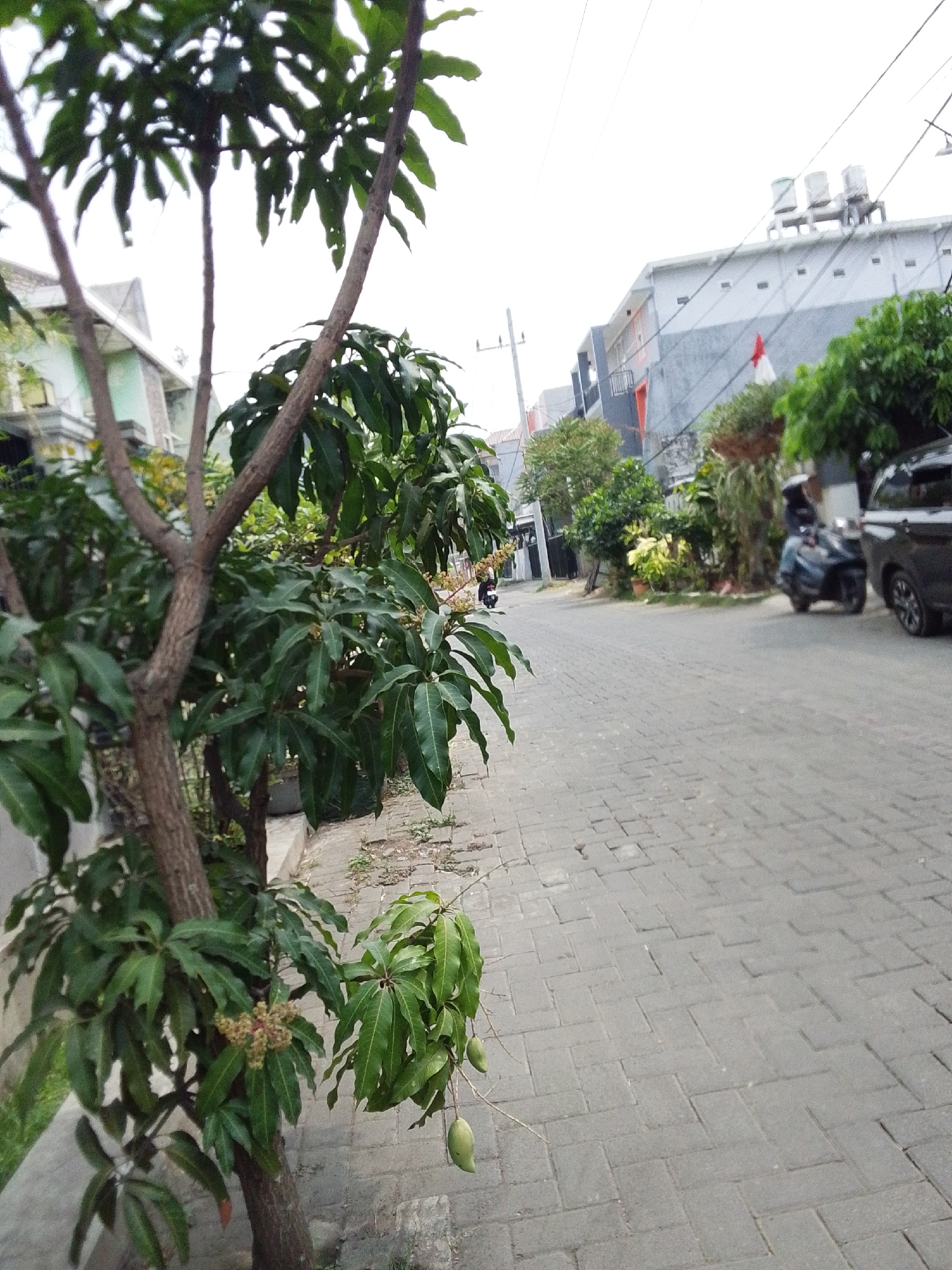 The image captures a residential street scene in Malang, Indonesia, likely on a bright day. In the foreground, a tree with green leaves and some developing mangoes is prominently featured on the left side. The street itself is paved with gray interlocking pavers, and a sidewalk runs alongside it, partially obscured by the tree.
To the right of the street, several houses are visible. One house in the mid-ground has a gray and white facade with orange accents and a red and white Indonesian flag flying. Above this house, three water tanks are mounted on a rooftop. Further down the street, more houses and lush green vegetation are apparent.
On the street, a person is riding a dark-colored motorcycle, moving away from the viewer. To the right of the motorcycle, a black car is parked. The sky is overcast and bright. The overall impression is of a typical urban or suburban residential area in Indonesia.