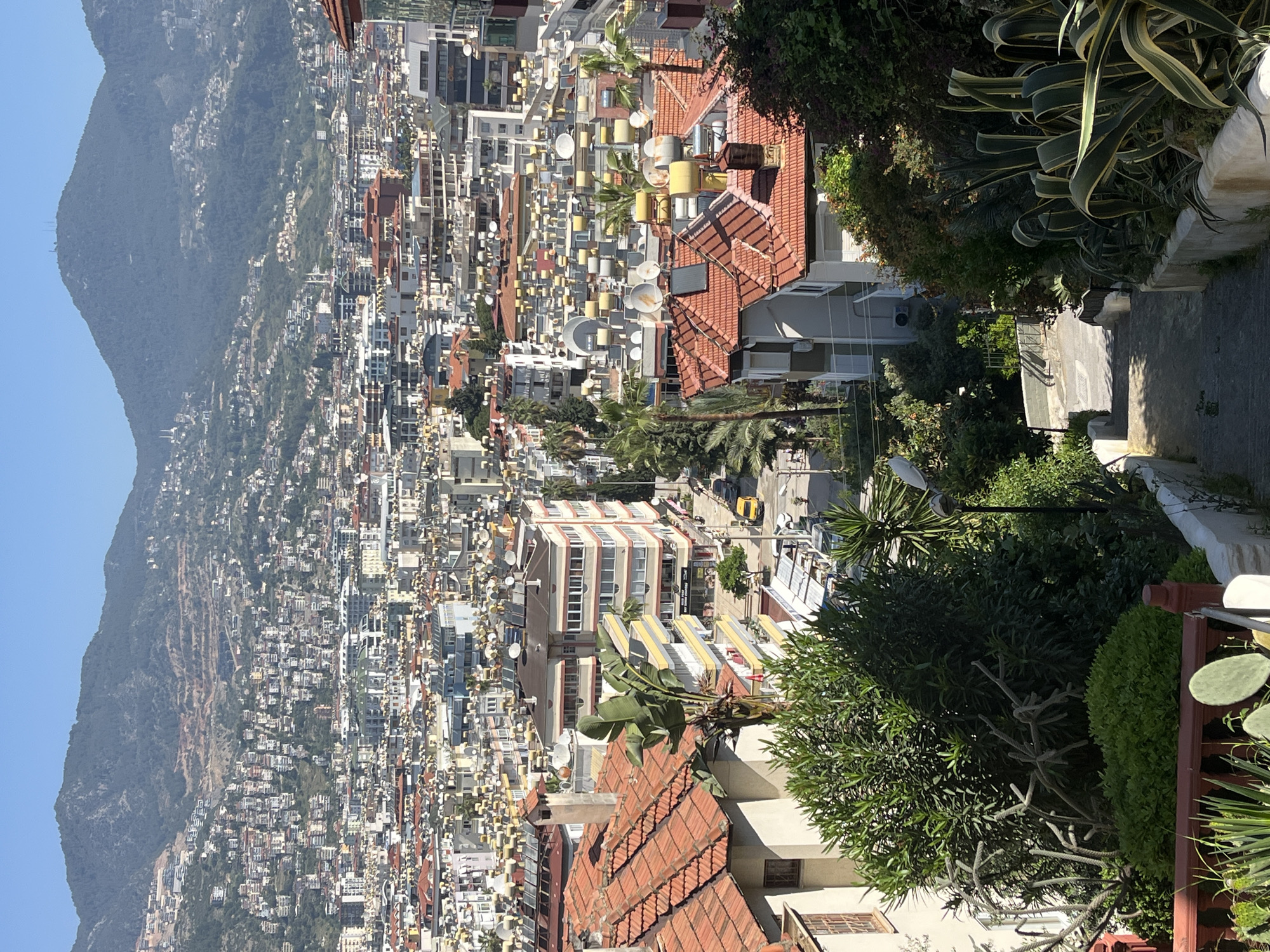 This image presents a vibrant, dense cityscape in Alanya, Turkey, nestled against the base of a large, verdant mountain range under a clear blue sky. The view is taken from a higher vantage point, looking down and across the sprawling urban landscape.
The scene is dominated by countless multi-story buildings, primarily white or light-colored, with a mix of red-tiled roofs and flat concrete roofs. Many buildings feature balconies and are packed closely together, reflecting the density of a coastal city. A notable detail on the rooftops is the proliferation of satellite dishes and numerous yellow or beige cylindrical tanks, likely solar water heaters or water storage units, indicating common household infrastructure in the region.
In the foreground, lush green vegetation provides a natural border to the man-made structures. Large, broad-leafed succulent plants, dense bushes, and palm trees line what appears to be a sloping paved path or road on the right, suggesting a residential garden or a hillside pathway. Beyond the city, the majestic mountain rises prominently, its slopes covered in dense green foliage, with some areas showing exposed earth.
The bright sunlight, casting clear shadows, indicates it is daytime, likely morning or early afternoon, with perfect, clear weather. No people or specific activities are visible, presenting a static yet lively snapshot of the urban environment and its natural surroundings. The architectural styles, dense construction, and tropical vegetation strongly align with the given location context of Alanya, Turkey. There is no visible text in the image.