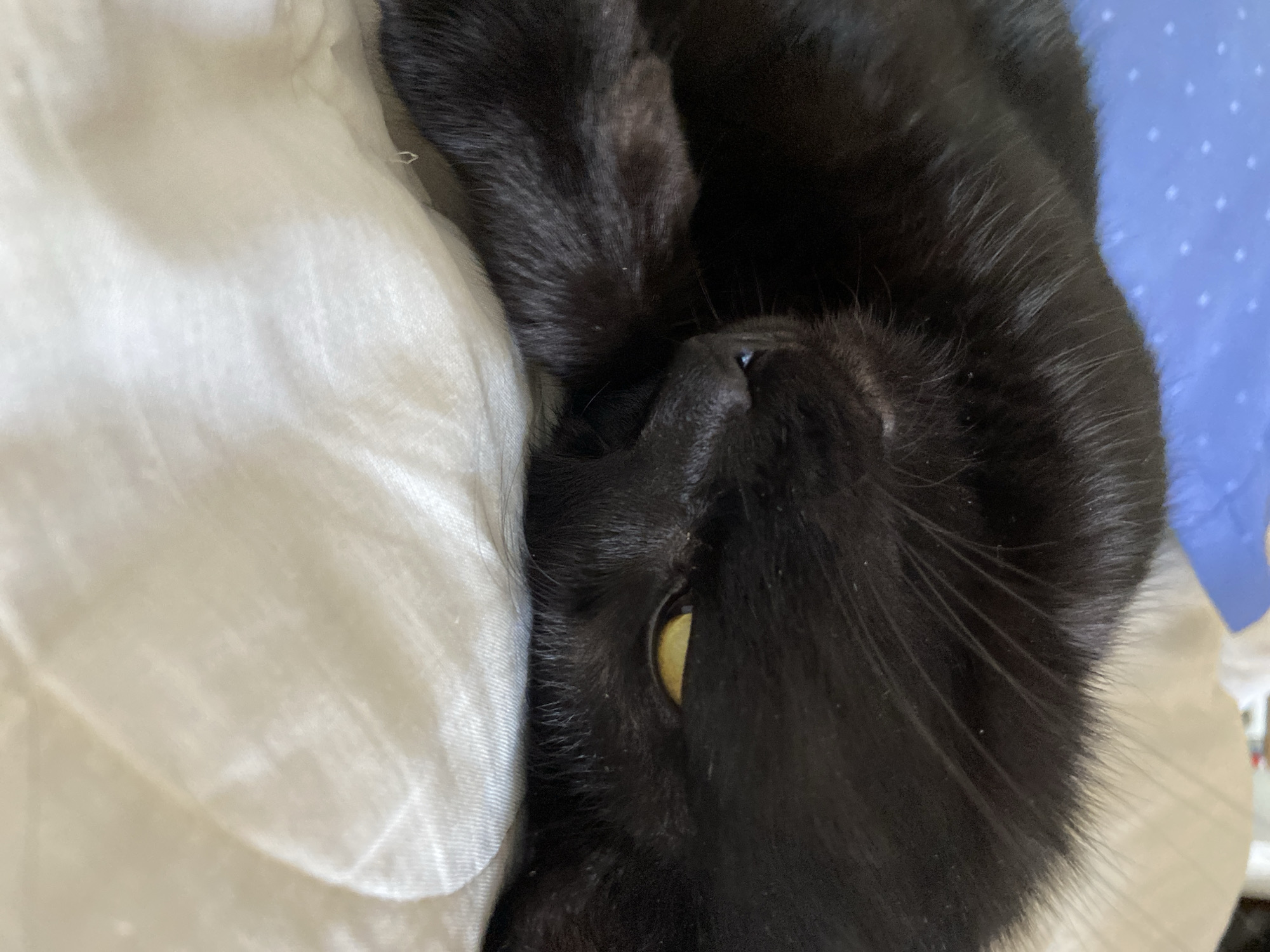 A close-up shot shows a black cat with yellow eyes resting on white bedding. The cat is curled up, with its head resting on its paws, and its eyes are partially open, looking towards the camera. The bedding appears to be wrinkled and soft. In the background, a blue patterned surface is visible. The lighting is soft and natural, creating a peaceful and intimate atmosphere. The location is unknown.