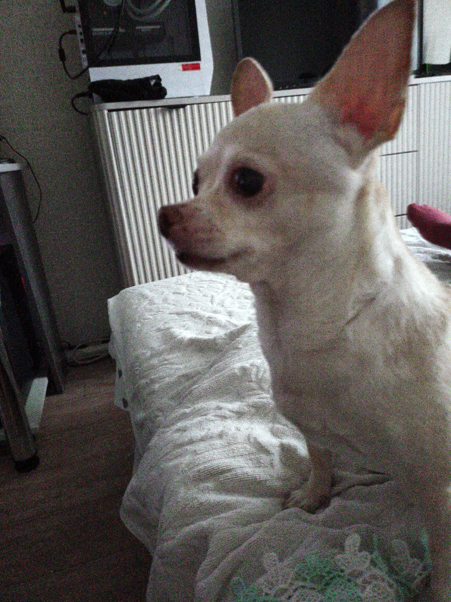 The image shows a close-up, slightly blurry view of a light-colored chihuahua dog. The dog is facing right, with its head tilted slightly upwards. Its ears are large and pointed, and one ear appears to have a pinkish mark inside. The dog's eyes are dark and its snout is short. A portion of its body, covered in light-colored fur, is visible. The dog is resting on a white, textured surface, possibly a bed or a cushion. In the background, vertical white blinds are visible, and further back, a dark object, possibly electronic equipment, is present. The overall environment appears to be indoors. The image does not contain information that can be used to determine its location in Chelyabinsk, Russia.