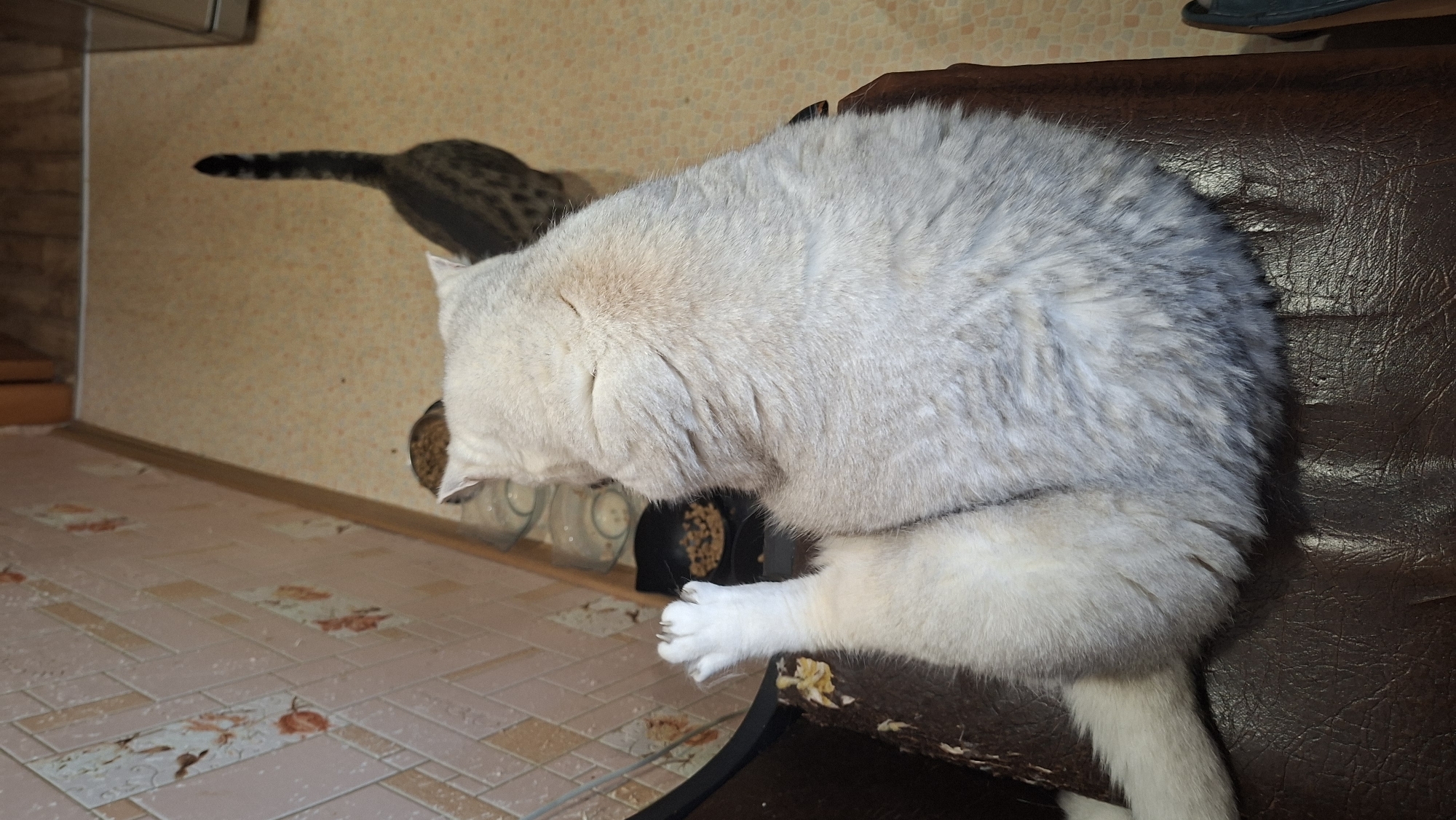The image shows a close-up of a light-colored cat sitting on a brown leather chair. The cat is facing away from the camera, and its tail is visible. In the background, another cat with a spotted coat is standing near two food bowls. The environment appears to be indoors, with a patterned wallpaper on the wall and a light-colored floor. The scene does not provide any specific details about its location in Myadzyel, Belarus.
