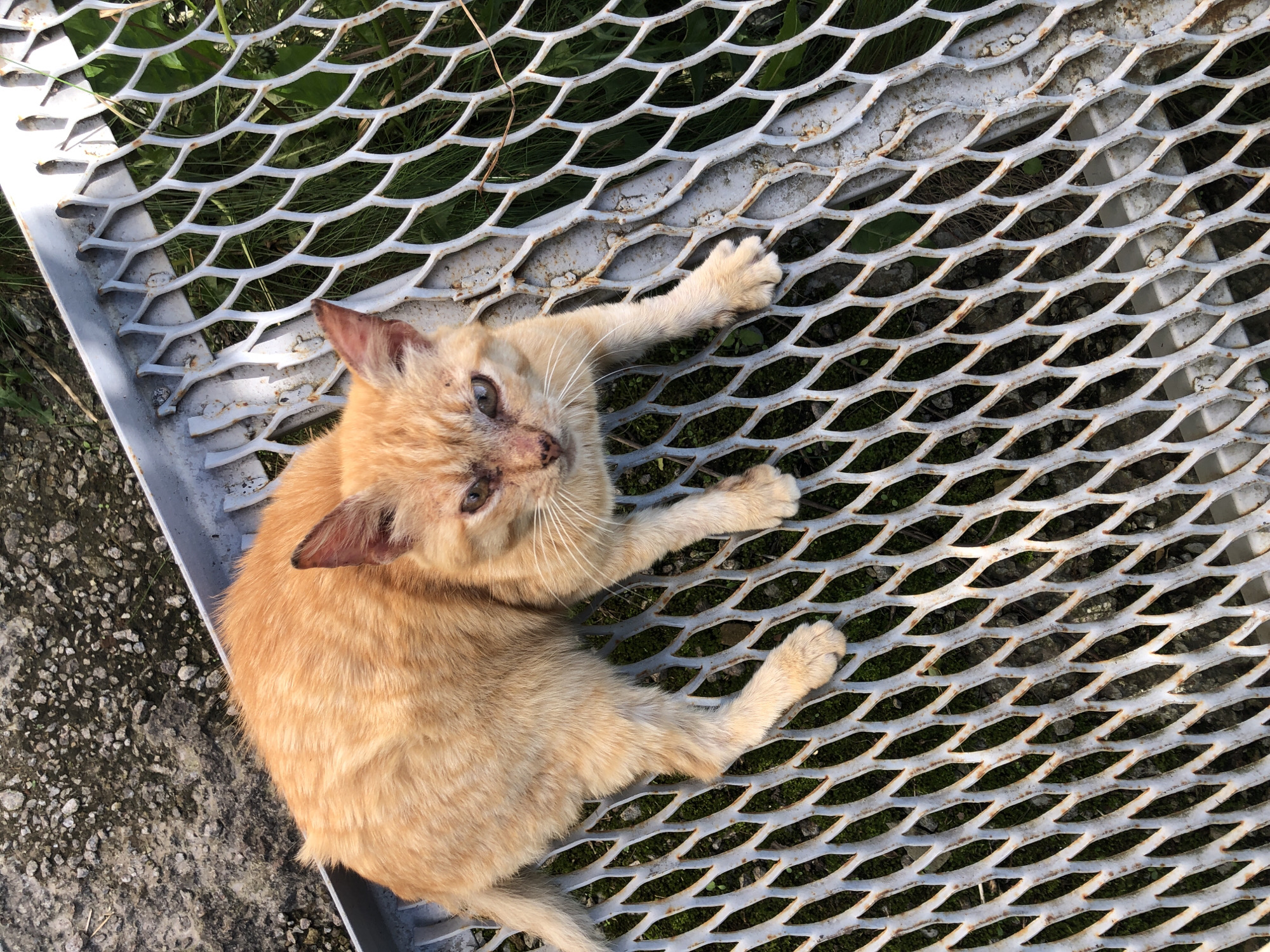 An orange tabby cat with visible scabs and markings on its face lies on a grey metal grate outdoors. The grate is positioned above green vegetation. In the background, a rough, grey, pebbly surface is visible. The cat is lying on its stomach with its front paws extended. The cat appears to be looking directly at the camera. There is no indication of Khmilnytsia, Ukraine in the image.
