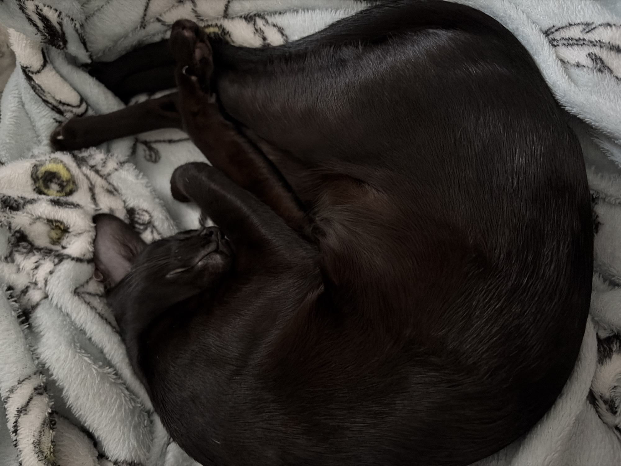 A dark brown cat is curled up asleep on a light blue and white patterned blanket. The cat's face and paws are visible. The location is unknown, and there is no indication of Chaikovsky, Russia.