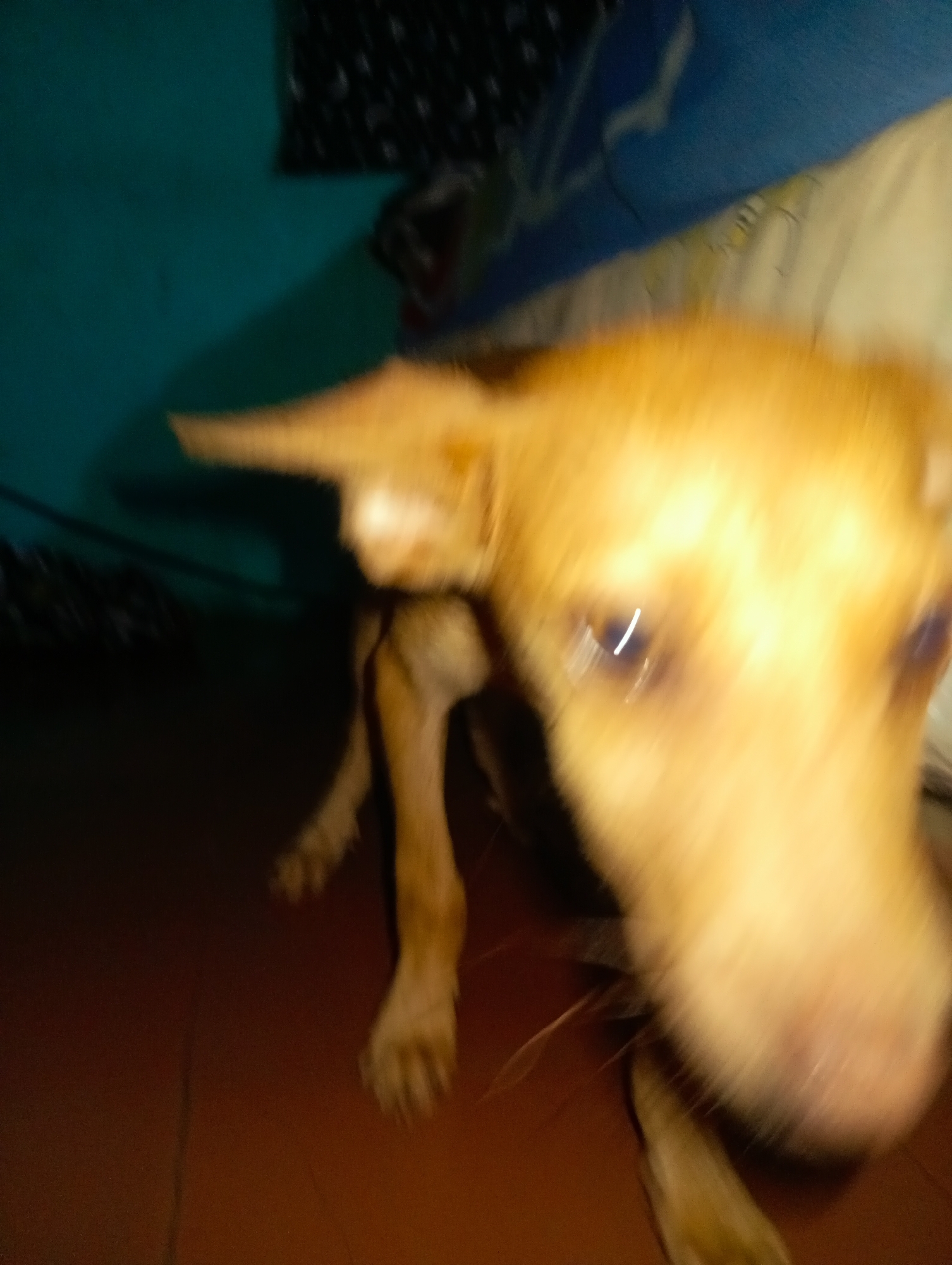 In the city of Altagracia, Venezuela, a light brown/tan-colored dog, possibly a mixed breed, is captured in motion blur. The dog stands with its body angled towards the right and its head lowered, facing generally towards the viewer. Its pointed ears are visible, and prominent light reflections are present in its eyes, suggesting a direct light source. The background features a dark teal-colored wall on the left, transitioning to patterned dark fabric and blue material in the upper right. A cream or off-white soft surface, likely bedding or a cushion, occupies the right side of the frame behind the dog. The floor beneath the dog is a reddish-brown hue. The overall scene indicates an indoor environment with low ambient lighting conditions.