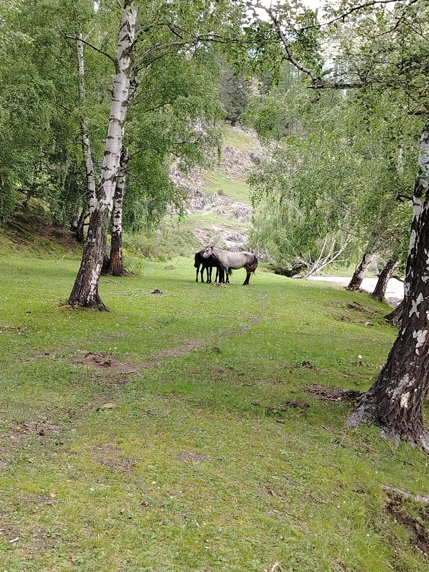 The image shows a pastoral scene with two horses standing in a grassy clearing. They are near a body of water, and the clearing is surrounded by trees, primarily birch trees with their distinctive white bark and dark markings. The ground is covered in green grass with some areas of exposed earth and fallen leaves. In the background, a rocky hillside rises, partially covered with vegetation. The overall impression is one of a natural, undeveloped landscape, likely in a rural area. The image does not provide any specific details that would allow for a definitive location within Iodro, Russia, or any other city.