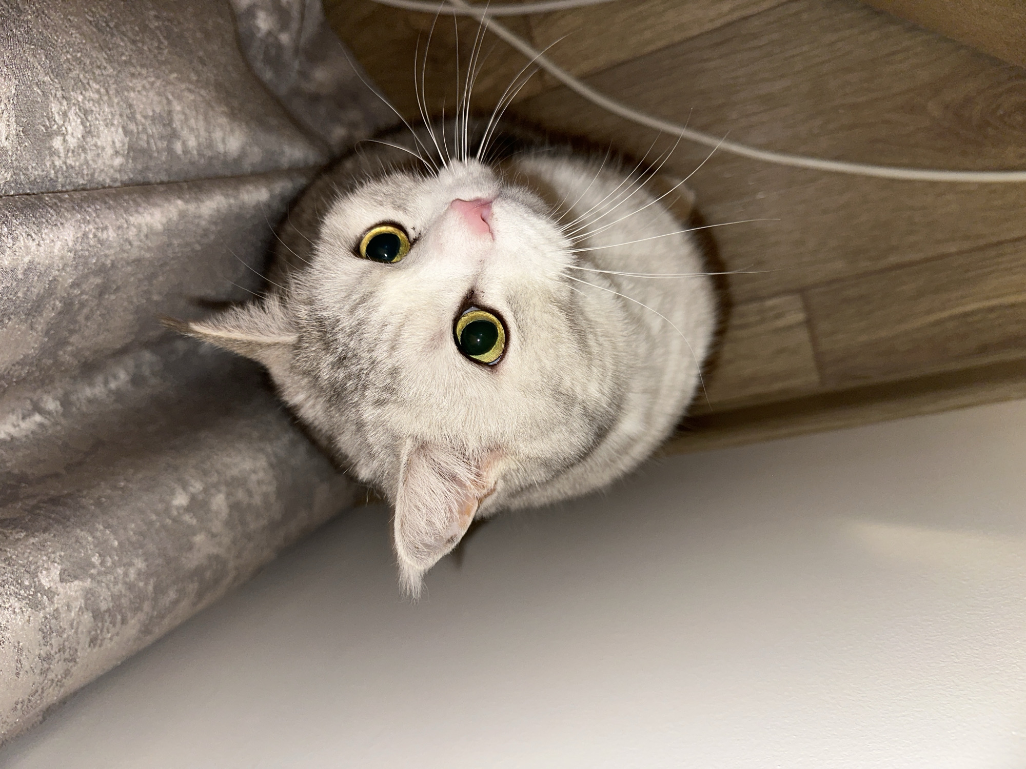 A gray tabby cat with green eyes looks up at the camera. Its pink nose is prominent, and long white whiskers extend from its face. The cat is near a gray curtain and a wooden surface. The setting appears to be indoors. The location in Chaikovsky, Russia is not determinable from the image.