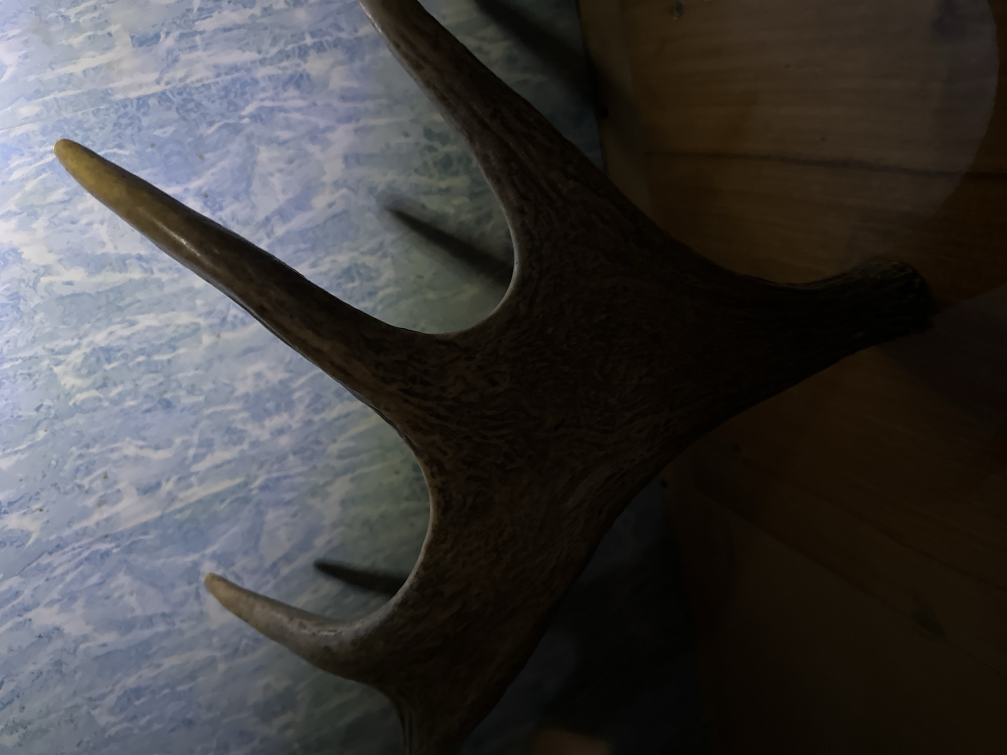 A close-up, vertical shot captures a portion of a large antler, possibly from a moose or deer, positioned diagonally against a blue and white marbled background. The antler is textured and dark brown, with a pointed tip visible at the top right. The surface it rests on appears to be made of wood planks. Shadows are cast on both the background and the wooden surface, suggesting artificial lighting. The scene is indoors, and there is no indication of the specific location within the city of Luhansk, Ukraine. No people are present in the image.