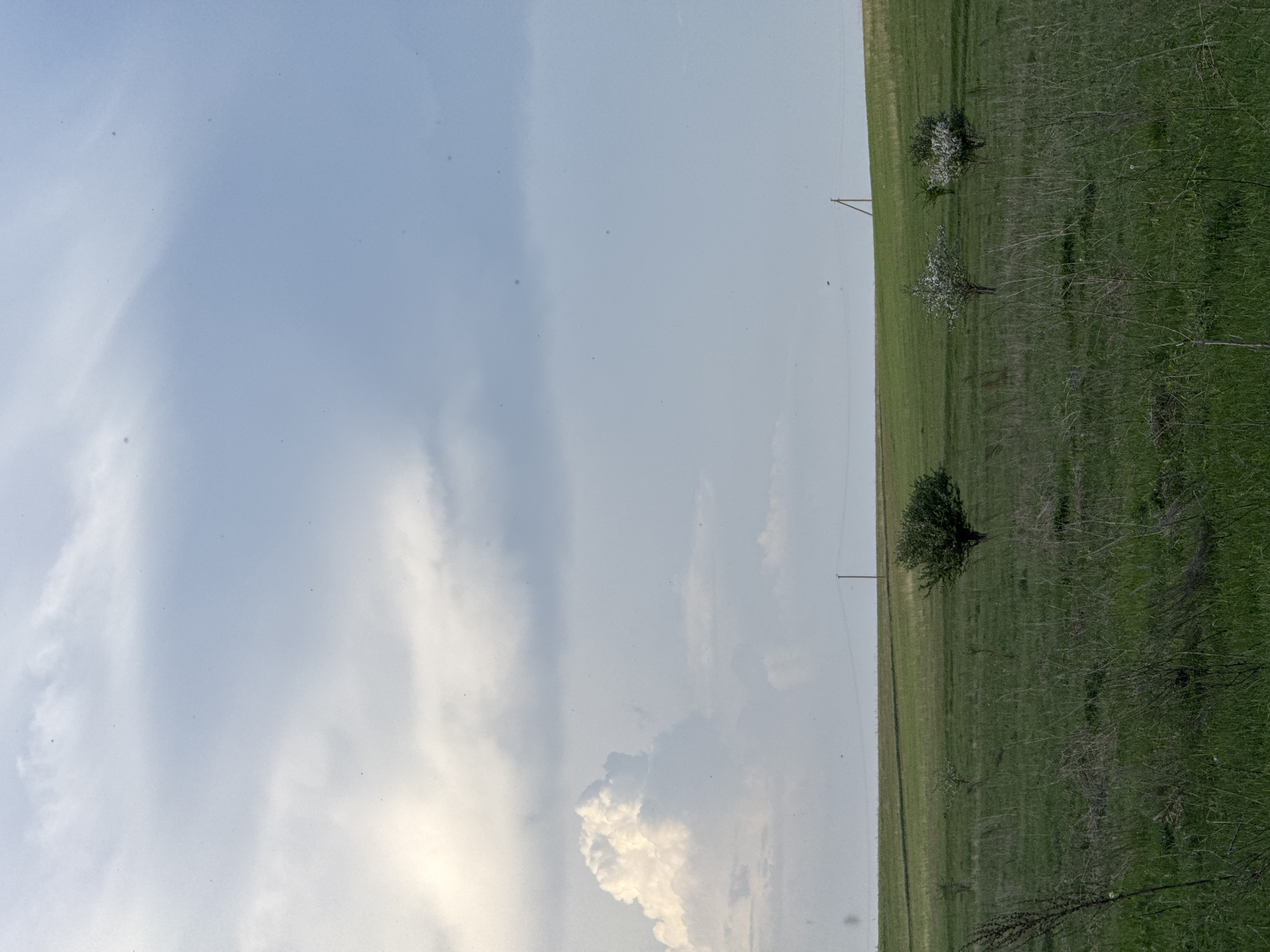 The image depicts a rural landscape in Ленино, Russia, showing a vast field of green grass that takes up about half of the image on the right. Patches of small trees and shrubs, some with white blossoms, are scattered across the field. Two utility poles are visible, extending from the ground into the sky. The sky, which occupies the other half of the image on the left, is predominantly blue with streaks of white clouds. A particularly large, fluffy cloud is present near the bottom center of the image.