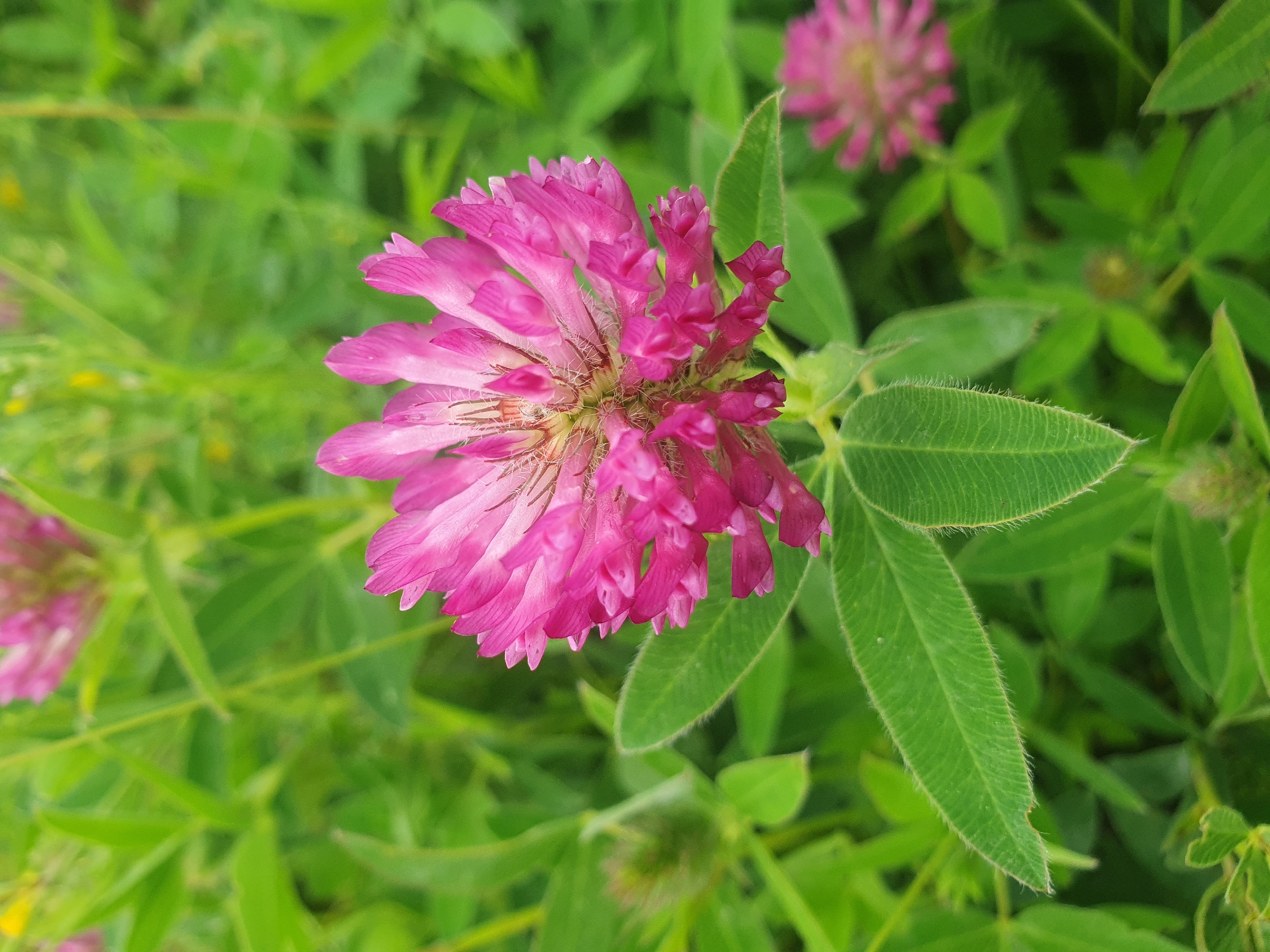 A close-up, top-down, eye-level view of a vibrant pink clover flower is centered in the frame. The flower's petals are detailed, with a lighter pink hue towards the center, and they are slightly fuzzy. The flower is surrounded by lush green clover leaves, some of which are in focus and display fine hairs along their edges. In the background, other unfocused pink clover flowers and green foliage are visible, suggesting a field or meadow. The image is taken in Mukhametovo, Russia.