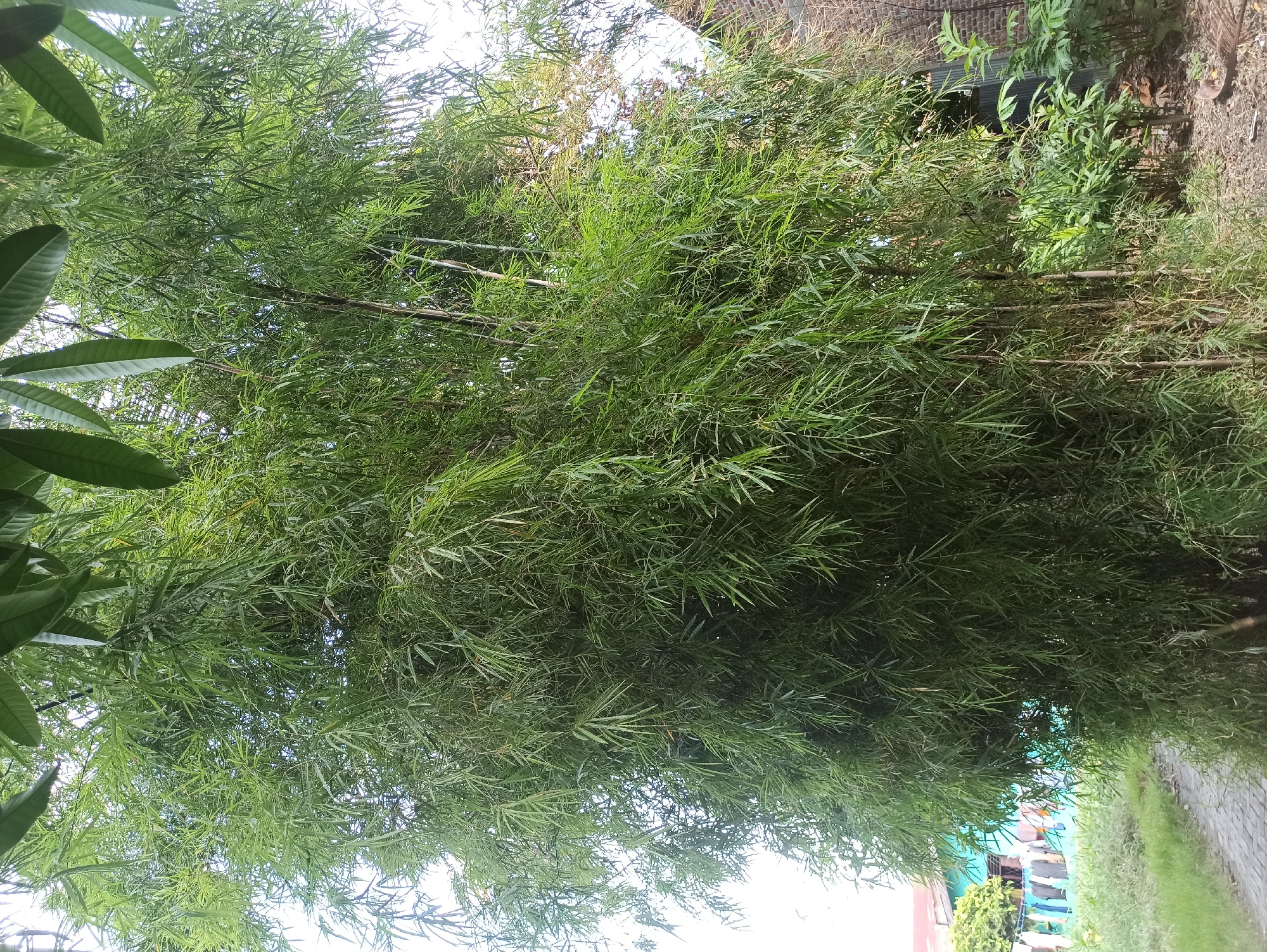 An outdoor, eye-level, medium shot captures a dense stand of bamboo trees. The bamboo is a vibrant green, with slender leaves densely packed on tall, thin stalks. The bamboo takes up most of the frame, obscuring much of the background. To the left of the bamboo, a paved walkway is visible, lined with green grass. Further left, a building with a blue facade and a red roof can be seen, with clothes hanging on a clothesline in front of it. To the right of the bamboo, more greenery and some parts of a brick building are visible. The overall scene suggests a residential or communal area within the city of Medan, Indonesia, likely a backyard or a common space where bamboo is cultivated. There are no people or animals present in the image.