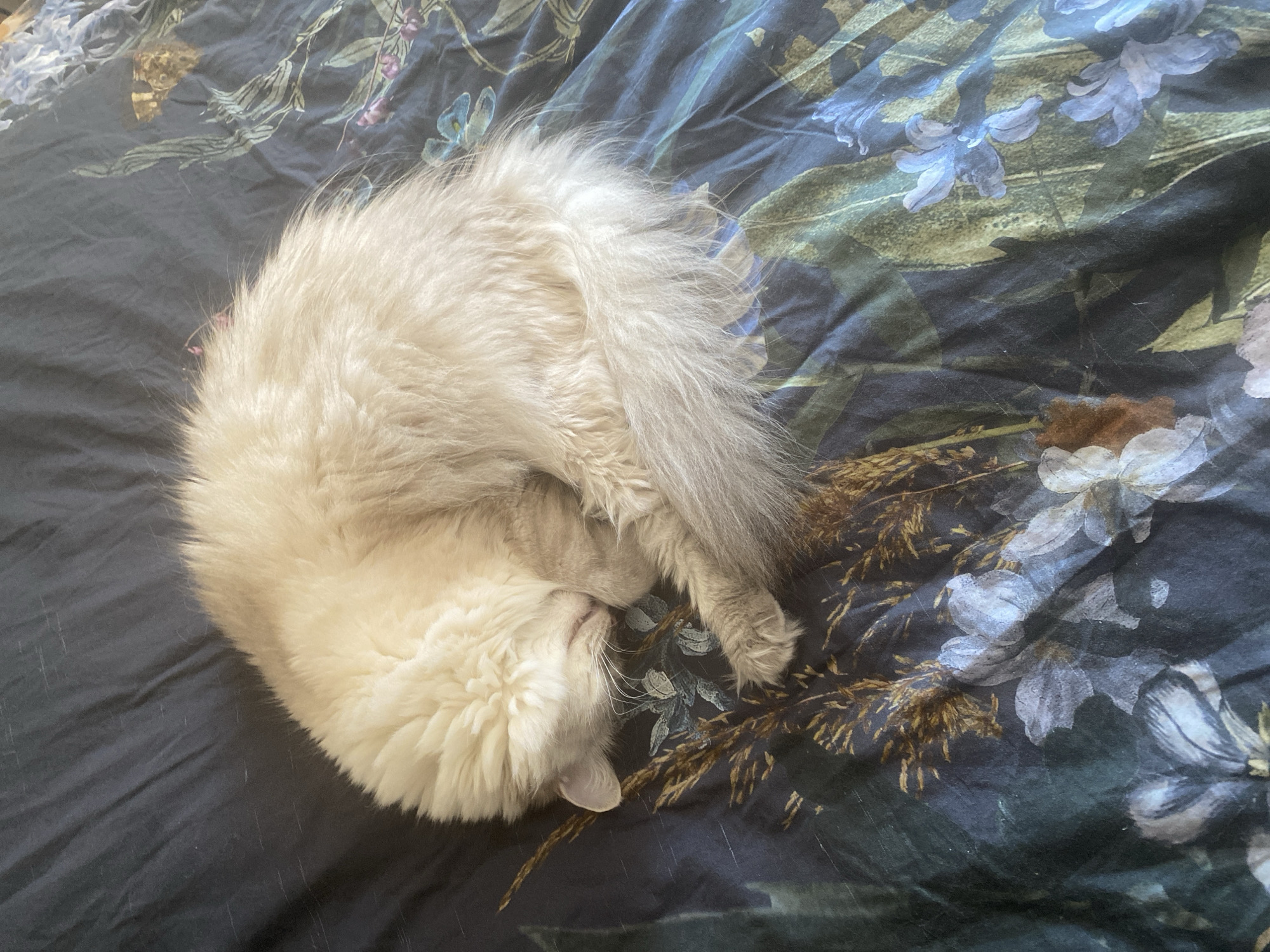 A fluffy, cream-colored cat is curled up and sleeping on a dark blue comforter with a floral and botanical print. The cat's head is tucked into its body, and its tail is wrapped around it. The comforter features a mix of dark green foliage, delicate white and light blue flowers, and some dried grass or reeds in shades of brown and gold. The scene appears to be indoors, likely on a bed, in a private residence. There is no identifiable location in Hildesheim, Germany visible in this image.