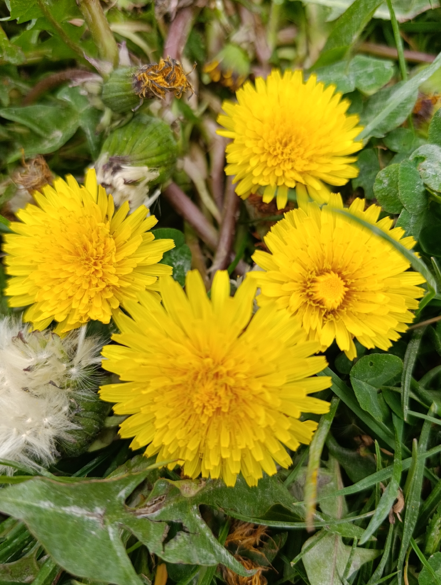The image shows a close-up of four dandelions in bloom, surrounded by green grass and dandelion leaves. One dandelion has gone to seed, displaying white, fluffy seed heads. The location is unknown.