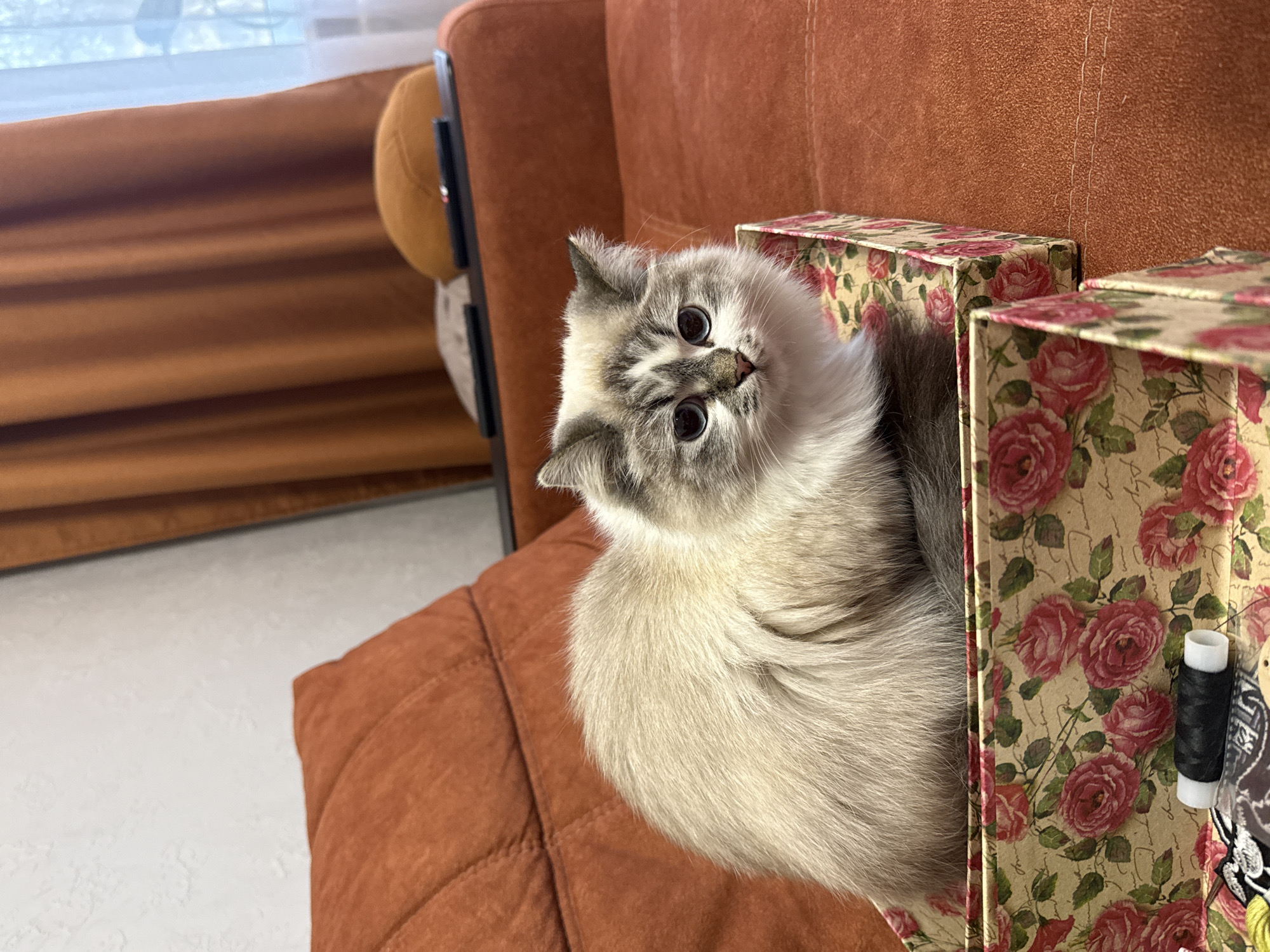 A medium shot captures a fluffy, light-beige and grey cat sitting in a floral patterned box. The cat is positioned on a rust-colored upholstered chair, with a second matching box beside it. A spool of black thread and what appears to be a needle or pin are visible near the edge of the second box. A window is visible in the blurred background. No evidence indicates this photo was taken in Rostov-on-Don, Russia.