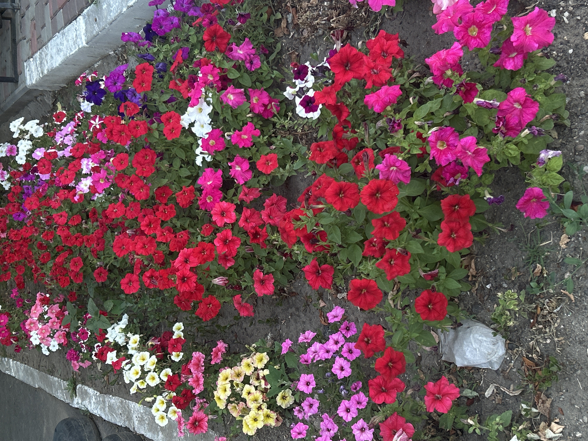 The image shows a dense flowerbed along a concrete curb in Ivanivka, Ukraine. The flowerbed is filled with a variety of petunias in shades of red, pink, white, yellow, and purple. The flowers are in full bloom and create a vibrant display. The ground beneath the flowers is dark soil with some scattered dry leaves and debris. To the left of the flowerbed, there is a rough concrete strip adjacent to a paved area. Two dark, worn tires are partially visible on the far left edge of the frame, suggesting they might be discarded or used for something in the vicinity. A crumpled white plastic bag is present on the ground within the flowerbed, near the center-left of the image. The overall scene depicts a roadside planting of flowers, with some minor litter.