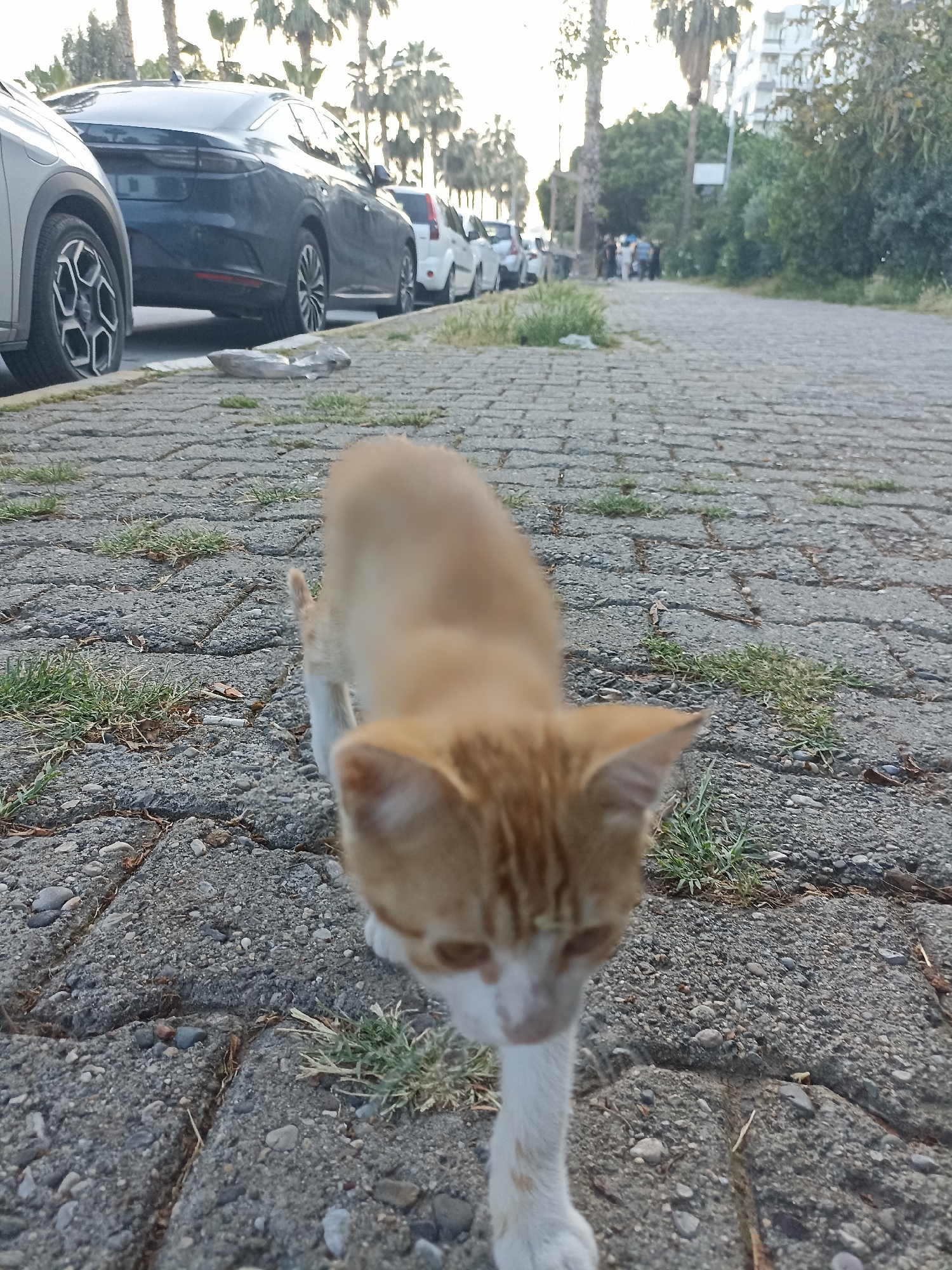 An out-of-focus orange and white cat walks toward the viewer on a paved walkway in Yenişehir, Turkey. The walkway is made of gray pavers with grass growing between them. Cars are parked along the walkway's edge, including a light gray SUV and a dark blue sedan. A small group of people is visible in the distance, further down the walkway. Palm trees and buildings are also visible in the background.