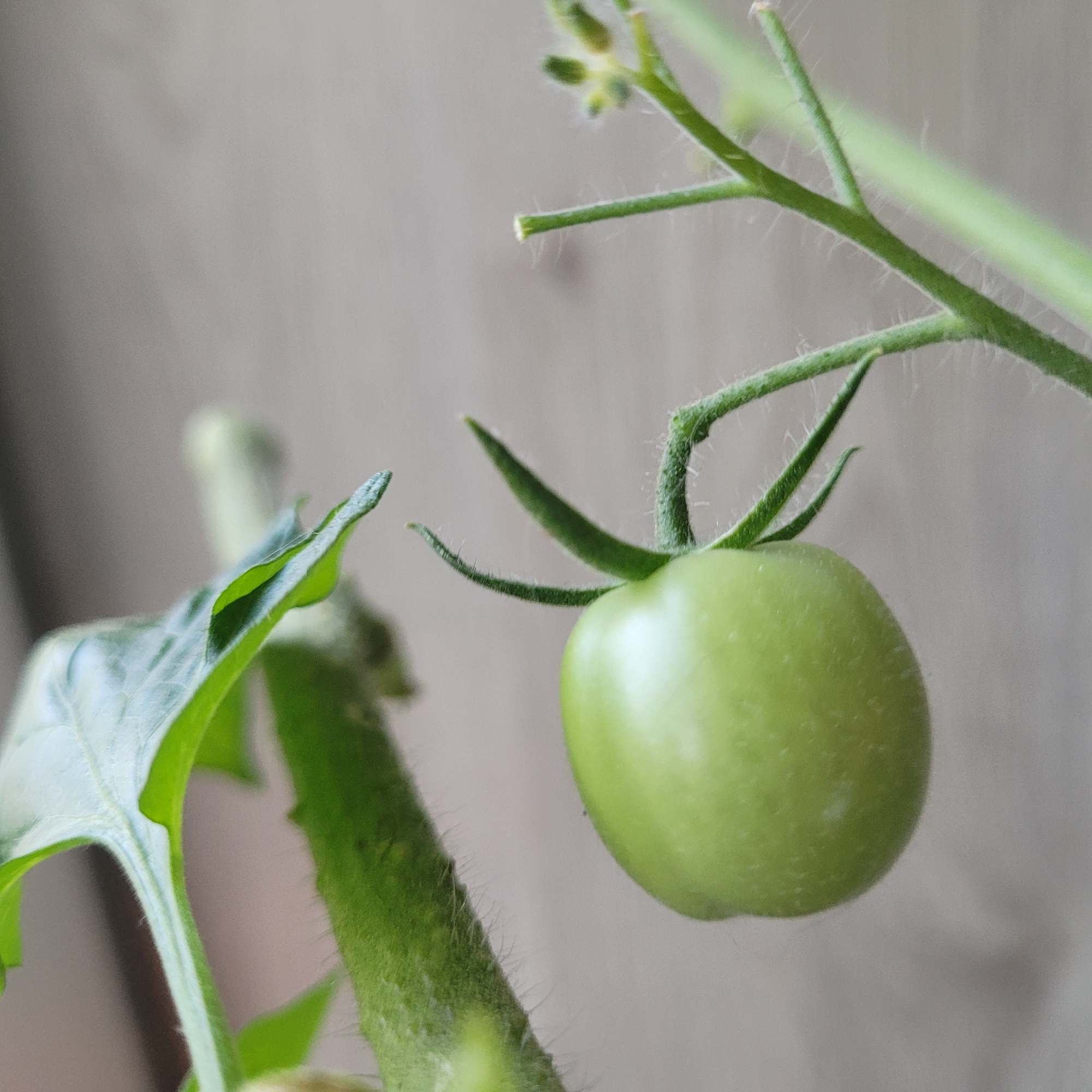 A close-up, eye-level, natural light shot shows a single, unripe green tomato hanging from a thin green vine. The tomato is spherical and smooth, with a slight sheen. Two small, pointed green sepals are visible at its base. The vine is covered in fine, white hairs. To the left of the tomato, a portion of a larger green leaf is visible, curving upwards. The background is a soft, out-of-focus grey, suggesting a neutral wall or backdrop. The image does not contain any elements that would indicate a specific location within Jūrmala, Latvia.