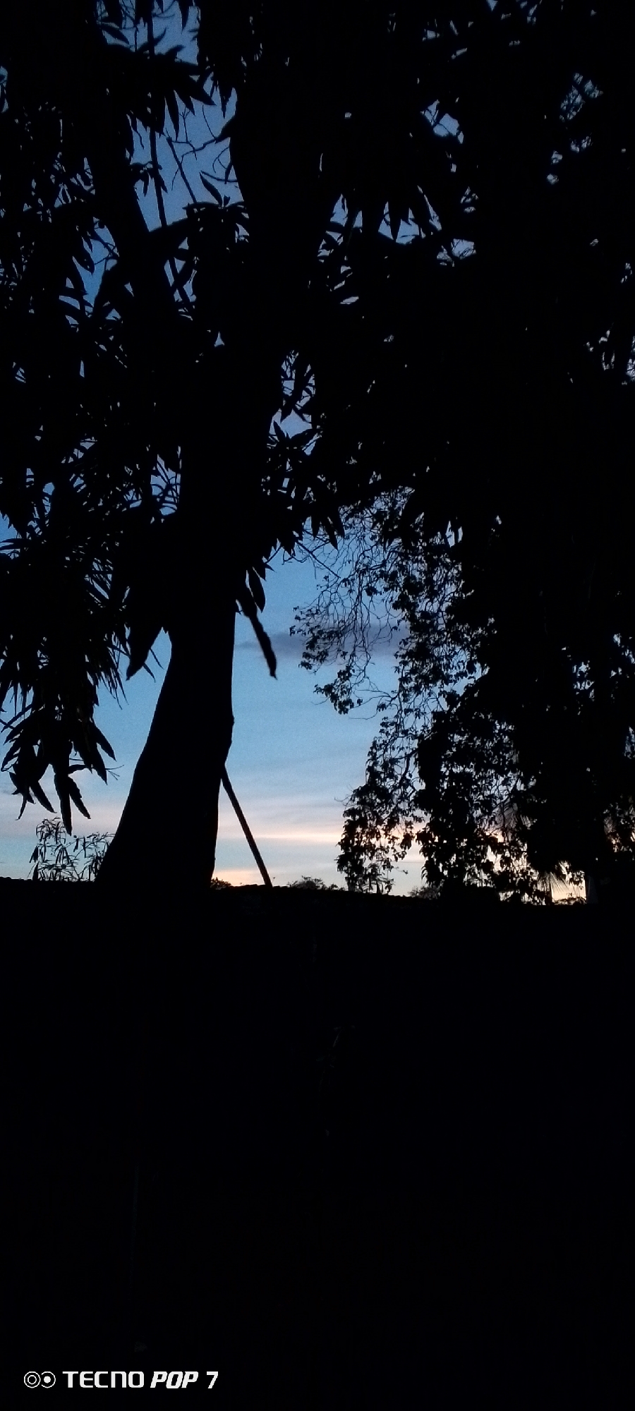 The image depicts a silhouetted view of trees against a twilight sky. The sky transitions from a deep blue at the top to lighter shades of blue and pale orange near the horizon, suggesting either sunrise or sunset. The foreground is dominated by the dark silhouettes of tree branches and foliage. One prominent tree trunk is visible on the left side of the frame, with a diagonal pole leaning against it. A faint line of darker silhouettes, possibly a low wall or bushes, separates the trees from the sky. The bottom right corner of the image contains a white logo that reads "TECNO POP 7." The scene appears to be outdoors, possibly in a rural or semi-rural area, with no visible people or specific city landmarks.