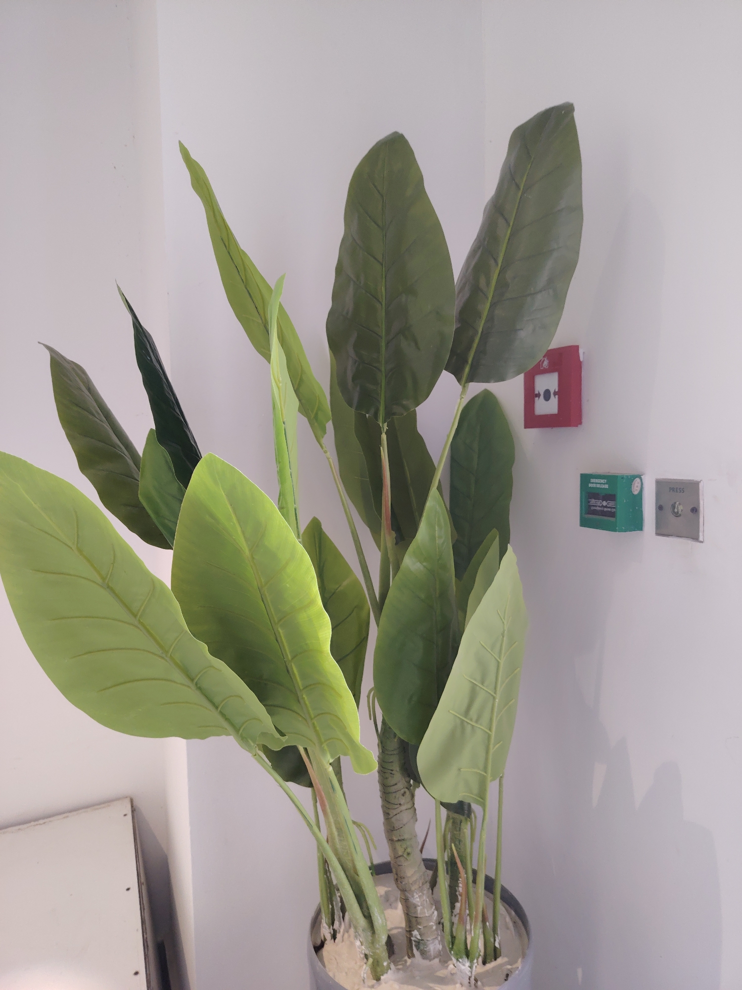 In the city of Konigil, Uzbekistan, an indoor scene features a tall, leafy artificial plant in a pot, placed against a plain white wall. To the right of the plant, mounted on the wall, are three electrical boxes: a red one with a white button and a symbol, a green one with text, and a grey one with a button labeled "PRESS." A portion of a white cabinet is visible to the left of the plant. The lighting suggests an interior environment, possibly a public space or an office.