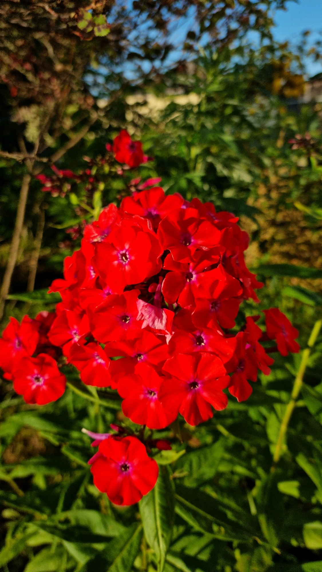 A close-up, vertical, eye-level shot captures a cluster of vibrant red flowers in bloom. The flowers are the focal point, with numerous individual blossoms forming a dense, rounded head. Each flower has five distinct petals, radiating from a darker, purplish-pink center. The petals are a rich, saturated red, with subtle variations in tone and light catching their surfaces. Some of the inner petals appear lighter, almost a pinkish hue.
The background is a soft blur of green foliage, with hints of darker green leaves and stems surrounding the flowers. In the upper left corner, out-of-focus branches with brown bark and some green leaves are visible, suggesting a tree or shrub. The sky is a pale blue, also out of focus, with a hint of sunlight filtering through. The lighting suggests it is daytime, likely late afternoon or early morning given the warm tones.
The overall impression is one of natural beauty and growth, a snapshot of a blooming garden. The image does not depict any people or urban structures, indicating it was taken in a natural or garden setting, away from the immediate urban environment of Vysokoe, Russia. The focus on the flowers suggests a deliberate choice to highlight their color and form.
