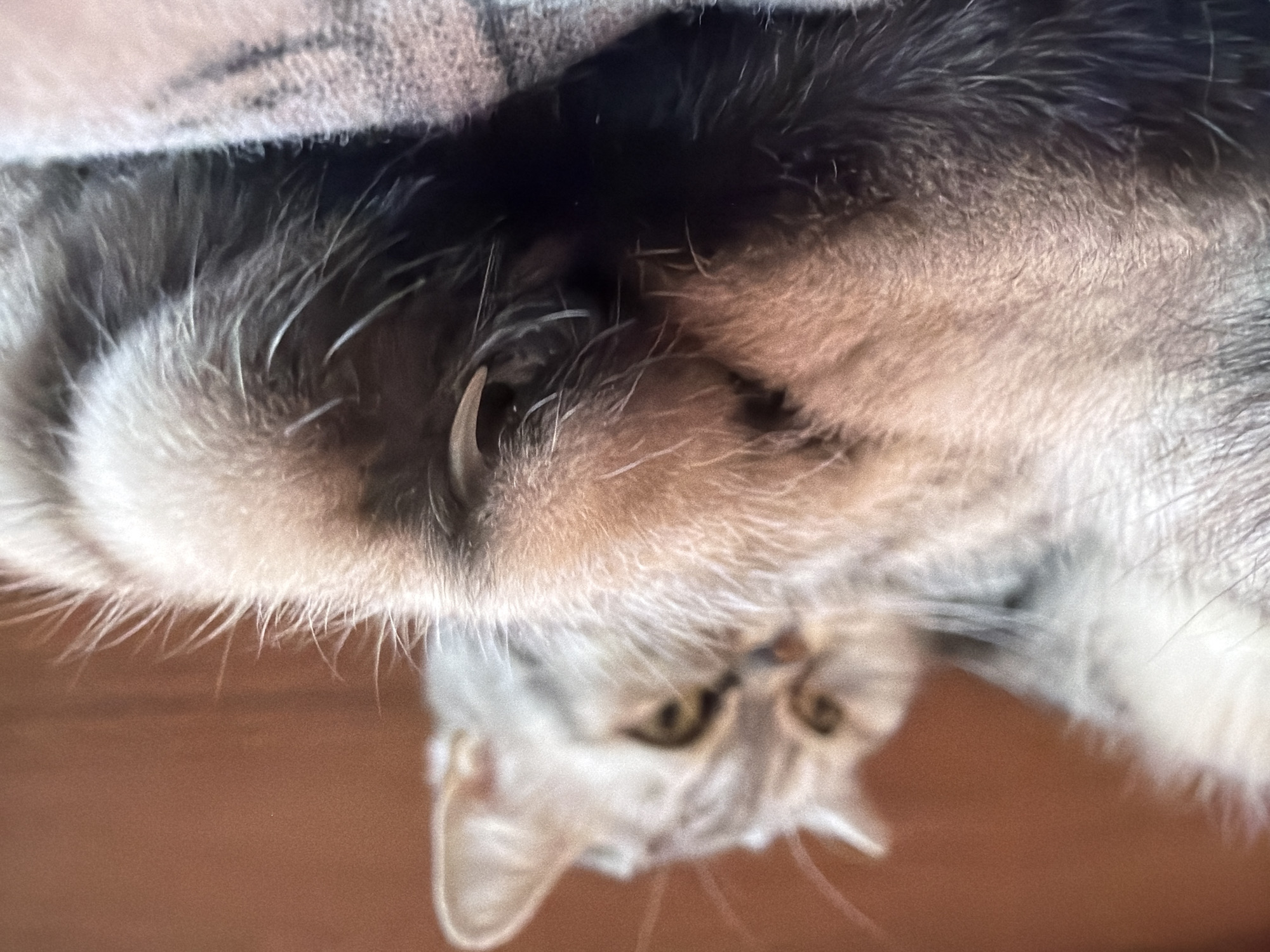 The image depicts a domestic cat, located in Chaikovsky, Russia. The animal, exhibiting a gray and brown tabby coat, is captured in a close-up with a shallow depth of field. Its head, featuring amber-colored eyes, is blurred in the upper background, oriented slightly towards the left. The primary subject in sharp focus is one of the cat's front paws, positioned prominently in the mid-foreground. This paw is fur-covered in varying shades of brown and gray, with a single, light-colored, sharply curved claw visibly extended from one of its digits. The cat rests on a light-brown, textured fabric surface, which is visible in the lower right portion of the frame. The background behind the cat consists of a uniformly blurred, reddish-brown surface.