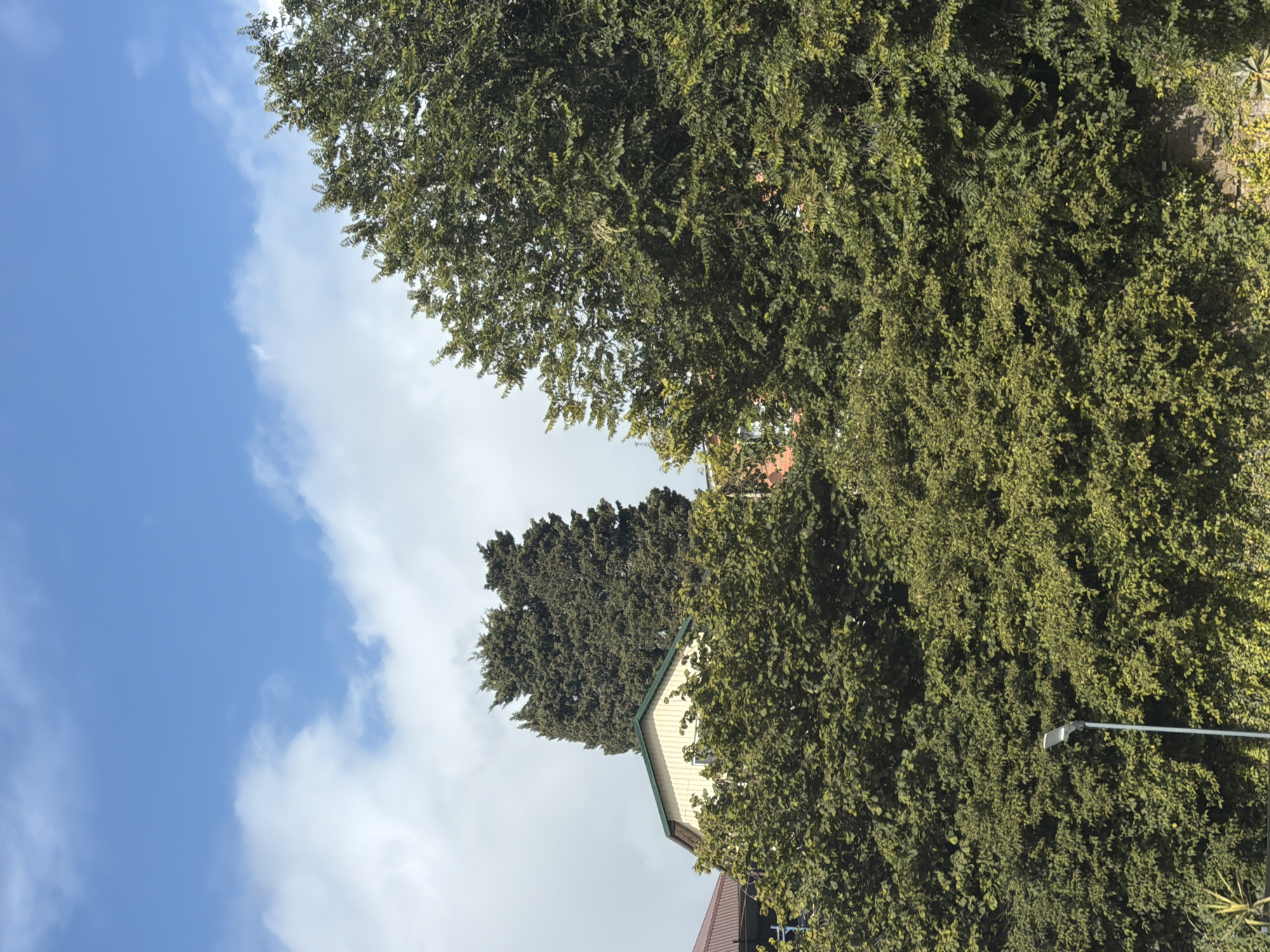 The image depicts an outdoor scene in Sochi, Russia, characterized by lush greenery and a bright, cloudy sky. In the foreground and midground, dense foliage from numerous trees dominates the frame. A portion of a light-colored building with a green roof is visible through the trees on the left. Behind this building, a tall, dark green cypress tree stands prominently. On the right side of the image, another large, leafy tree with dark green foliage occupies a significant area. A single, modern-looking streetlamp with a silver pole stands in the lower left portion of the image, surrounded by vegetation. The sky above is a vivid blue, with scattered white clouds. The overall impression is one of a well-vegetated urban or suburban environment.