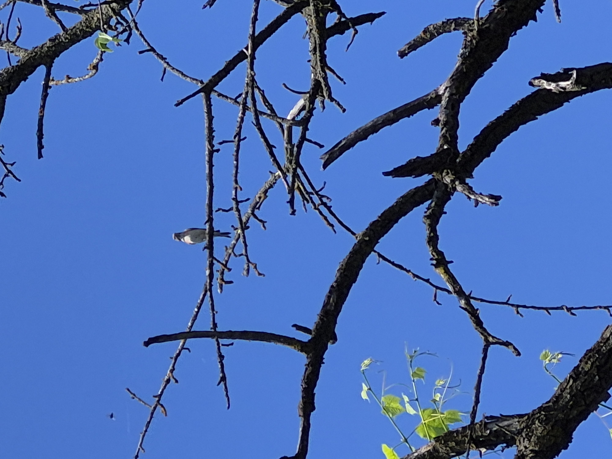 A bird perches on a bare branch of a tree against a clear blue sky. The tree is mostly bare of leaves, with only a few small green leaves visible on some branches. The bird is small and light brown with darker markings. The tree branches are dark and gnarled, with some areas of moss or lichen. The image is taken from a low angle, looking up at the bird and the sky. There is a tiny insect flying in the upper left corner of the image.