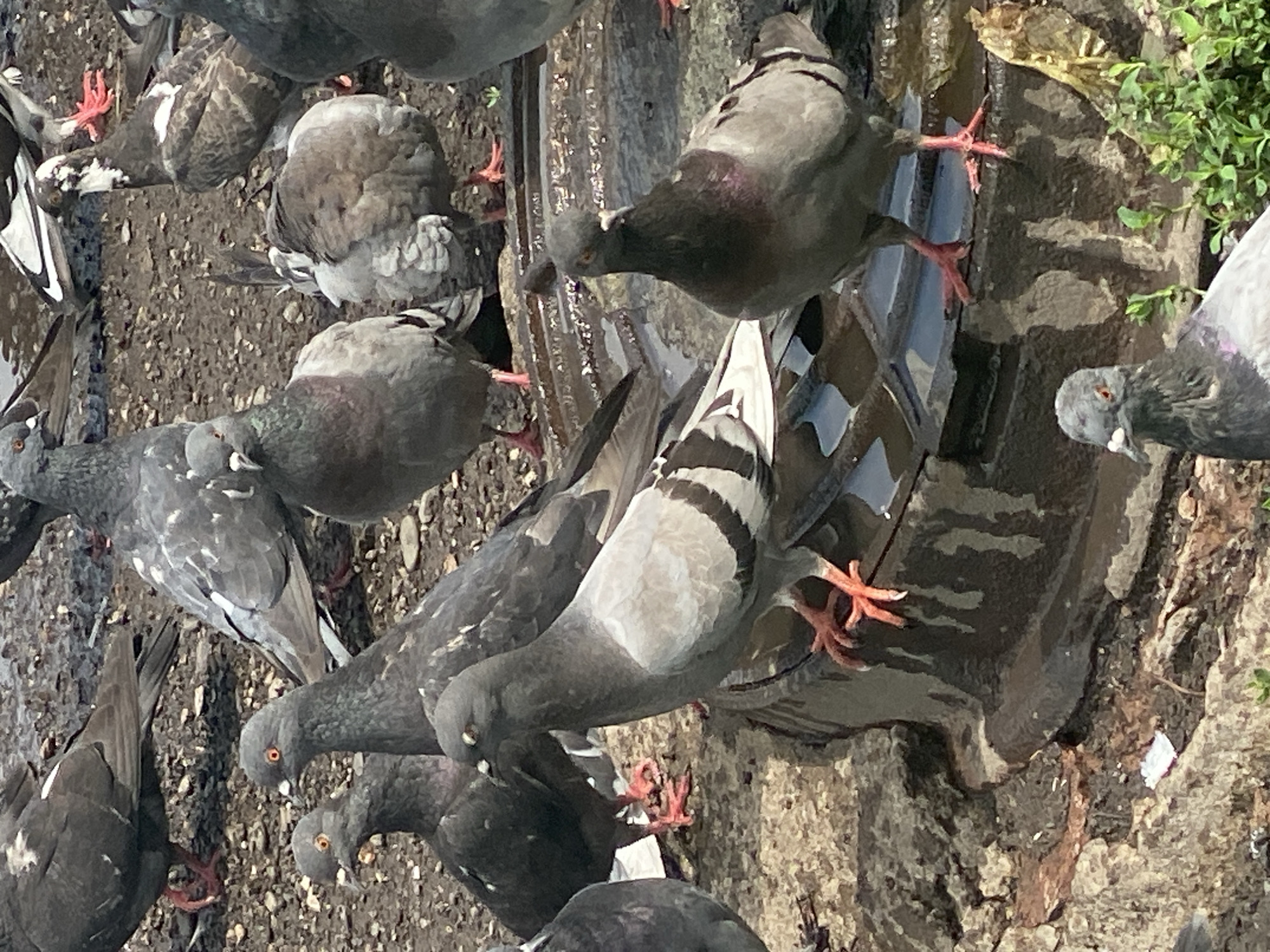 A group of pigeons are gathered around a puddle of water on a dirt and debris-covered surface. The pigeons are various shades of grey, with some having iridescent neck feathers. Several pigeons are drinking or standing in the water, while others are perched on the edge or nearby. The ground is a mix of dirt, small rocks, and some scattered litter. The lighting suggests it is daytime, with some shadows present. The scene appears to be an urban environment, potentially a park or a less maintained area of a city.
