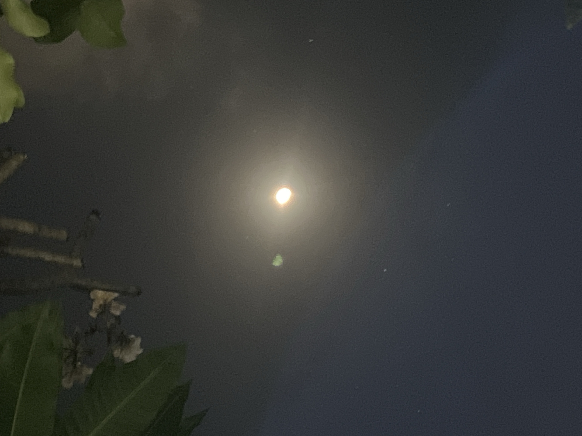 This is a nighttime photograph taken from a low angle, looking upwards towards the sky. In the upper left quadrant, several large, dark green leaves are visible, partially obscuring the view. To the right of the leaves, some blurred, pale-colored flowers are also present. The central focus of the image is a bright, luminous orb, likely the moon, which is slightly out of focus and surrounded by a soft glow. To the left of the moon, there is a small, faint green circular object. The background is a dark, hazy sky, with a gradient from a lighter shade near the moon to a deeper blue towards the bottom of the frame. A few tiny white specks, possibly distant stars or dust, are scattered across the sky. The overall impression is of looking up through foliage at the night sky in an outdoor setting. The location is specified as Denpasar, Indonesia.