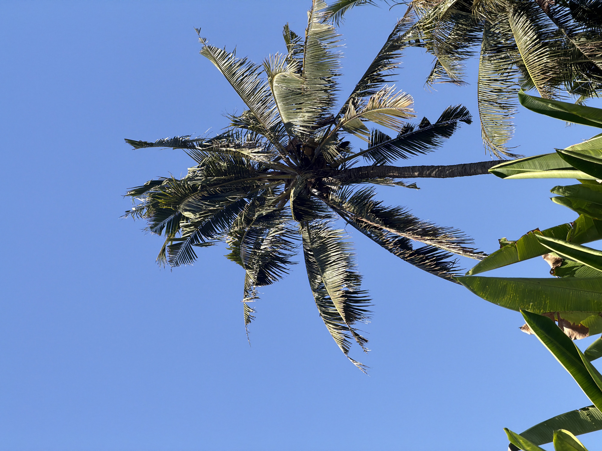 A low-angle, full shot captures a bright, cloudless blue sky over Blahbatuh, Indonesia, featuring a prominent coconut palm tree as the central subject. The palm's trunk, textured and grey, rises towards the top of the frame, crowned by a dense canopy of long, green fronds. Some of the fronds are tattered and show signs of age, with dry, brown tips. Within the fronds, several coconuts are visible, attached to the tree. In the foreground, large, vibrant green leaves, likely from a banana plant, fan out from the bottom of the frame, partially obscuring the base of the palm. The scene is lit by natural sunlight, casting subtle shadows and highlighting the textures of the foliage and the clear sky. The overall impression is one of a tropical, outdoor environment bathed in daylight.