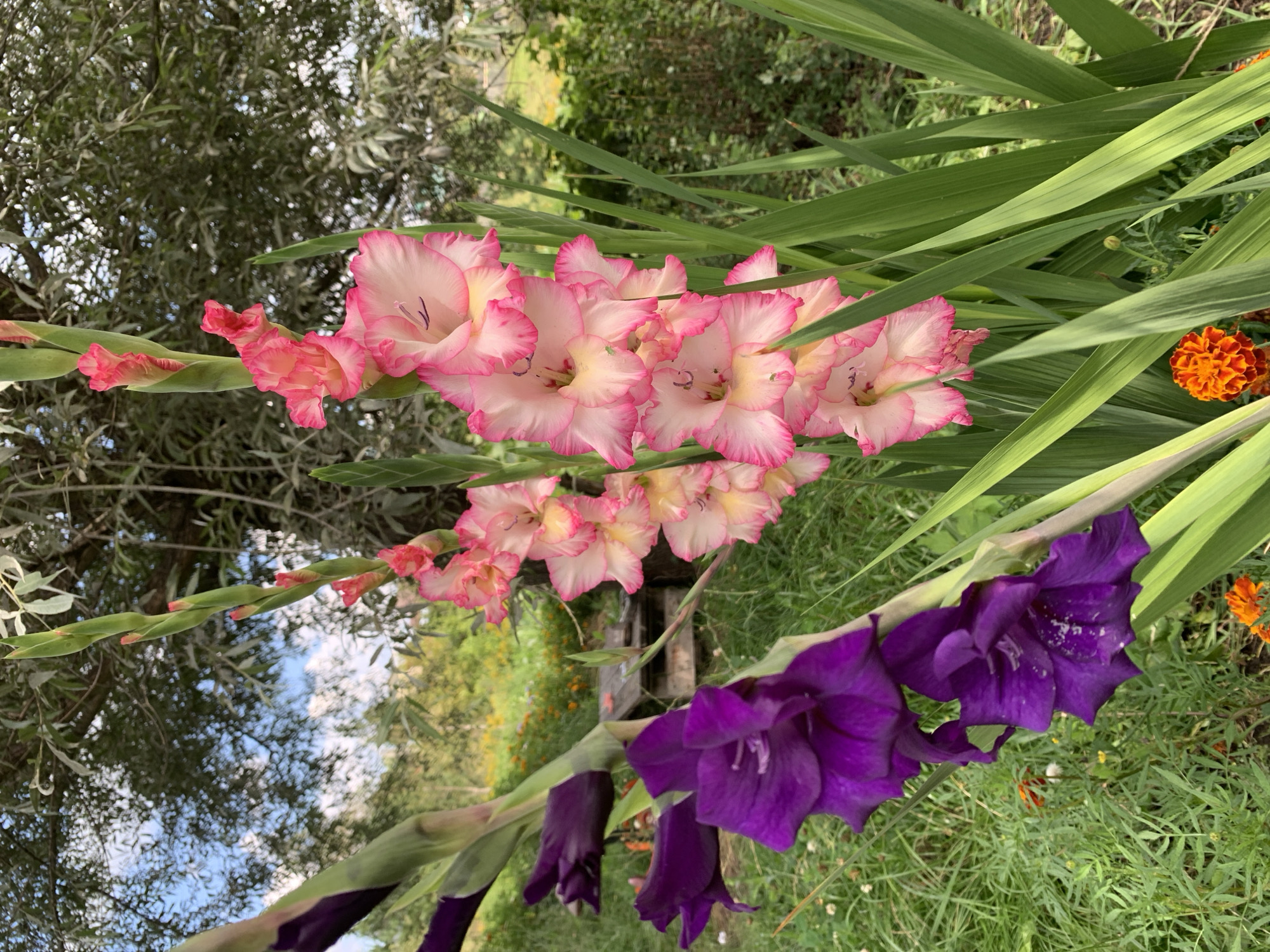 This is a close-up, medium shot of two gladiolus stalks, one with deep purple flowers in the foreground and the other with pink and white flowers behind it. The purple gladiolus has several opened blooms and some closed buds. The pink and white gladiolus has multiple open flowers with ruffled edges and some buds. Both stalks are tall and have long, green, sword-like leaves. The background is a garden scene with lush green grass, out-of-focus foliage, and a hint of a wooden structure. The sky is visible through the trees in the upper left corner, with some clouds. The lighting suggests it is daytime, likely outdoors. There are no people or animals visible in the image. The location is identified as Novostroika, Russia, suggesting this is a natural setting within that region.