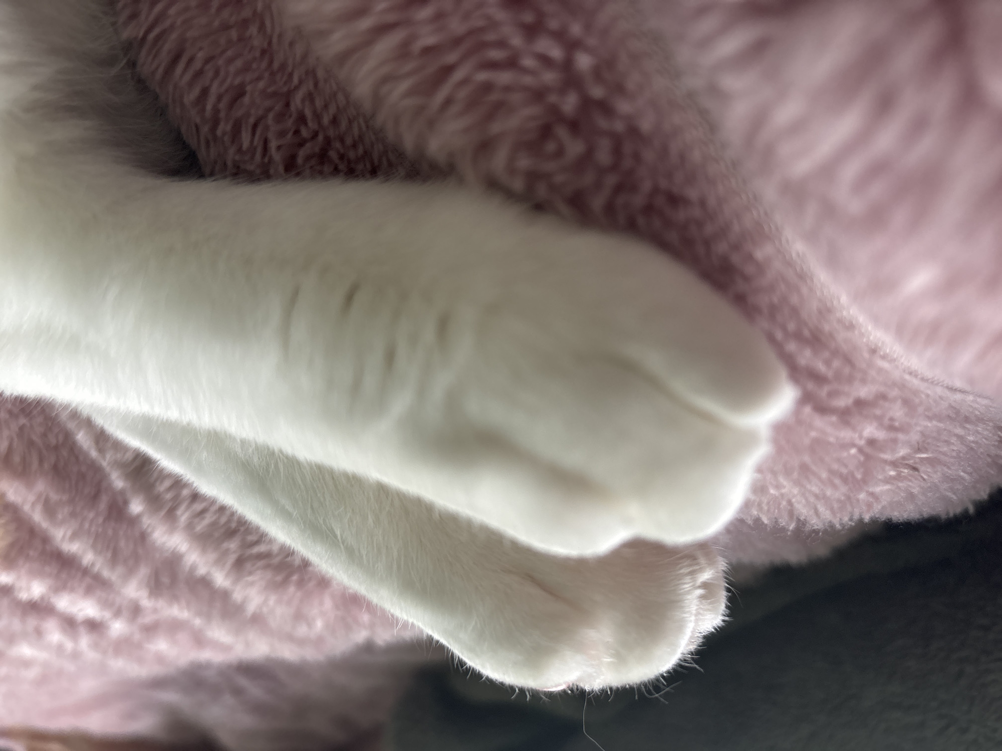 This is a close-up, indoor shot of two white cat paws resting on a pink, fluffy blanket. The blanket is textured with visible folds and a soft nap. The cat's fur is white and appears smooth. The lighting is soft, and the focus is on the paws, creating a shallow depth of field. The background is blurred and dark, with a hint of gray on the left side, suggesting a piece of furniture or another soft surface. There is no identifiable information about the location being in the city of Колтуши, Russia.