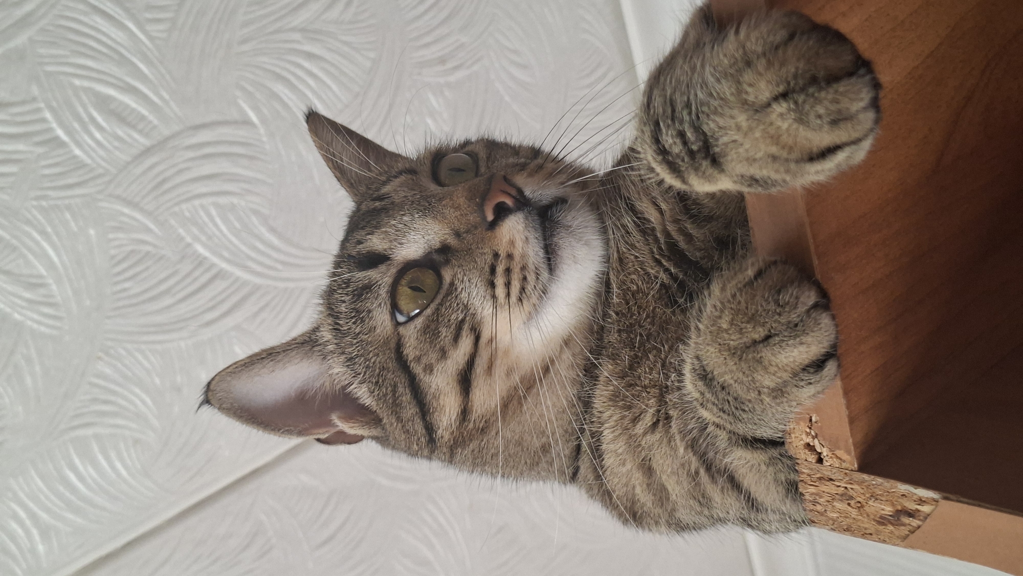 A brown tabby cat is clinging to the edge of a wooden shelf. The cat is angled with its head towards the top left corner and its paws grasping the shelf edge on the right. The background is a white wall with a swirling pattern. The location is Zabalotski Selski Savet, Belarus.