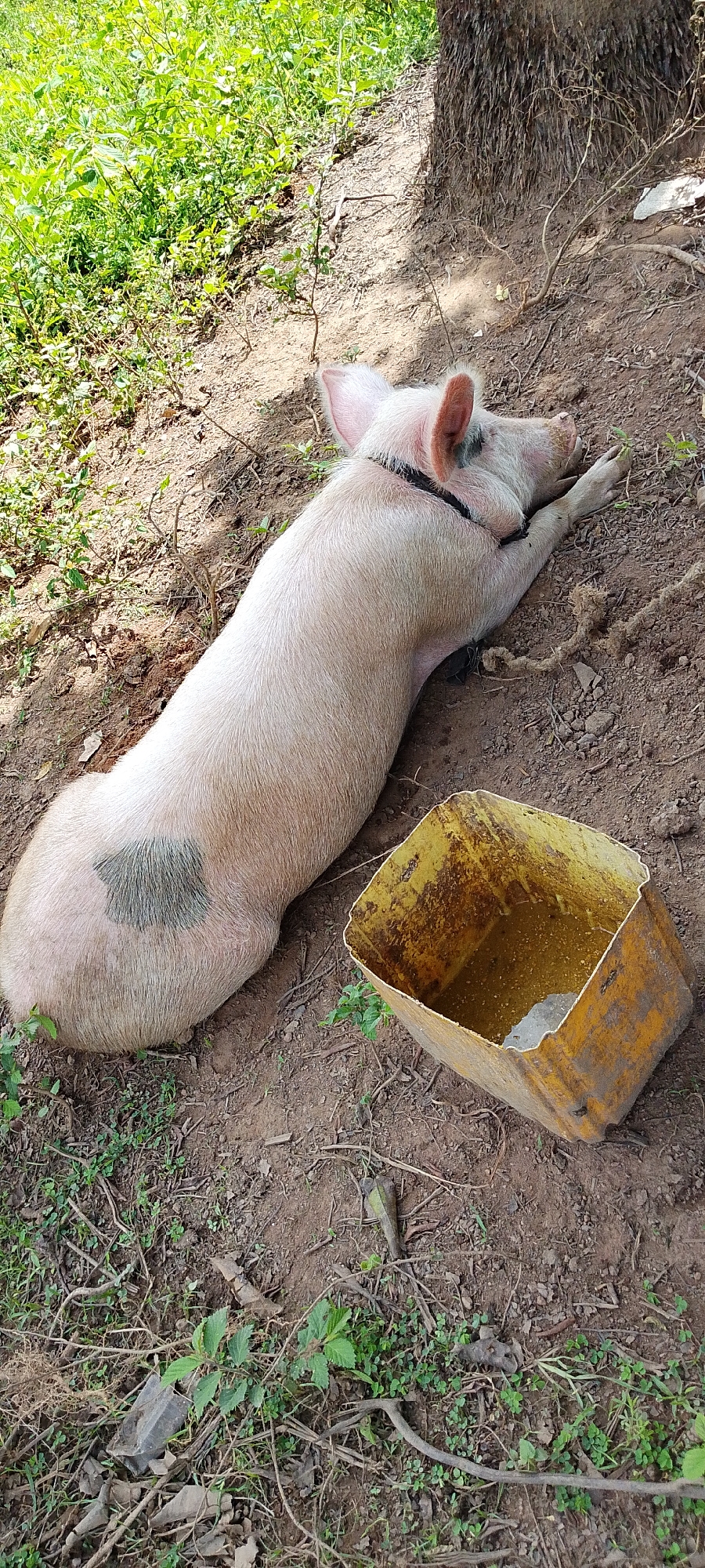 A light pink pig with a black marking on its left flank lies on its side on the dry, dirt ground, under the shade of a tree. The pig appears to be sleeping or resting, with its eyes closed and head resting on its foreleg. A thin black collar is around its neck, and a rope is tied to it and trails off to the right. Next to the pig, to its right, is an overturned, yellow plastic bucket that contains some murky liquid. The ground is covered with dry leaves, small green plants, and twigs. In the background to the left, lush green vegetation is visible. The setting is outdoors, in a rural or semi-rural environment within Kamantan, Nigeria.