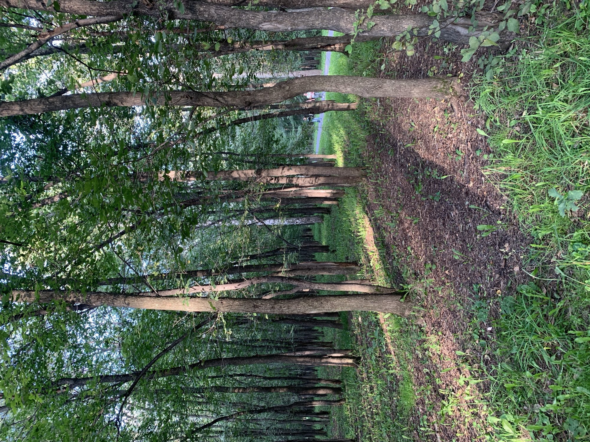 An outdoor vertical shot captures a sun-dappled forest floor carpeted with green grass and littered with brown leaves and twigs. Tall, slender trees with rough bark and green foliage dominate the scene, casting long shadows across the ground. In the background, a paved path winds through the trees, and two individuals, a woman and a child, walk along it. The woman is wearing a dark top and light-colored pants, while the child is dressed in a light-colored top and dark pants. The atmosphere is serene and natural, suggesting a peaceful walk in a park or wooded area. This scene is located in Prokopyevsk, Russia.