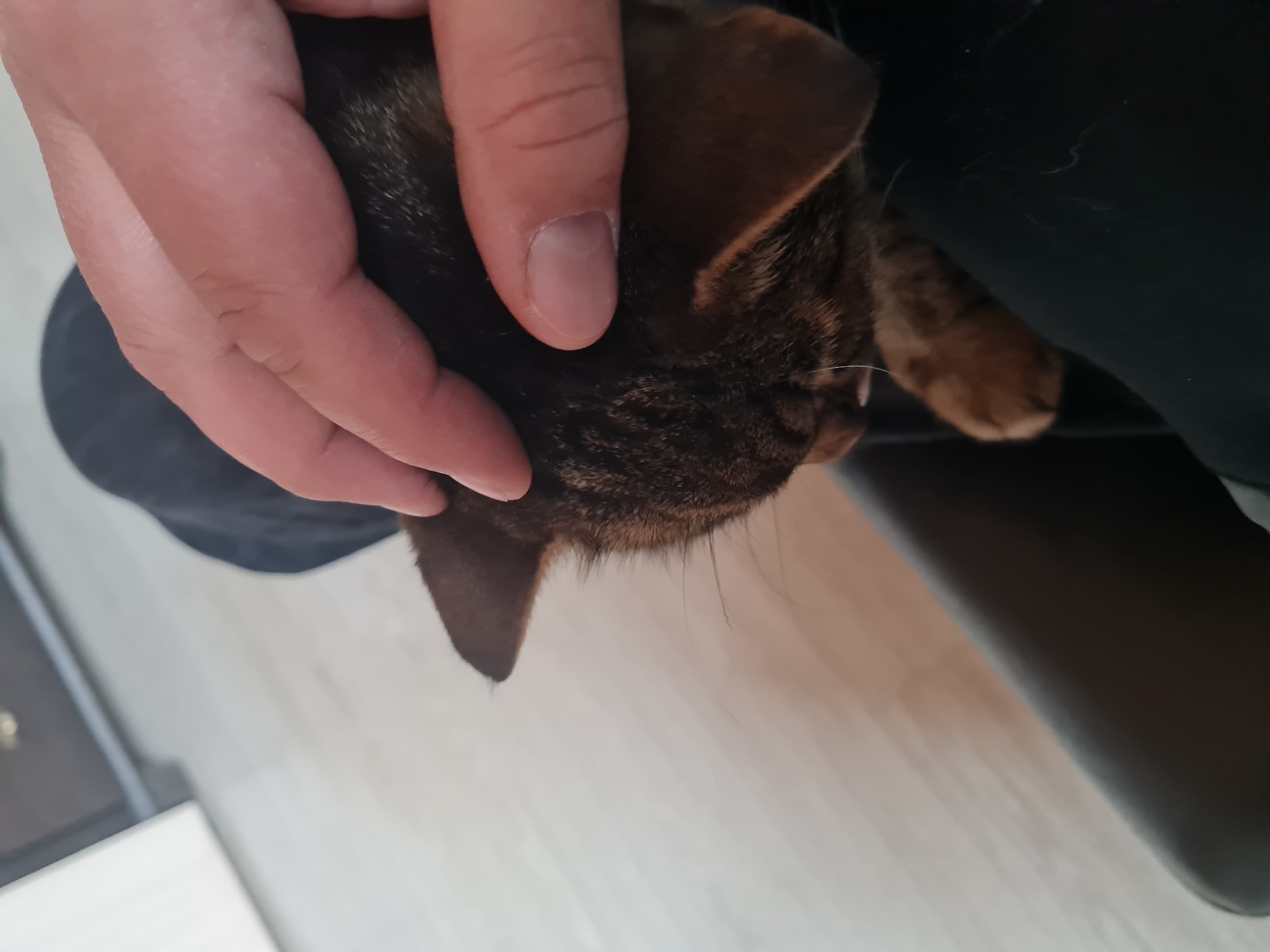 A close-up, rotated image shows a person's hand gently holding the head of a brown tabby cat against a dark fabric, possibly clothing. The cat's ear and part of its face, with visible whiskers, are in focus. The background shows a light-colored surface, possibly a floor. The location is not discernible from the provided image.