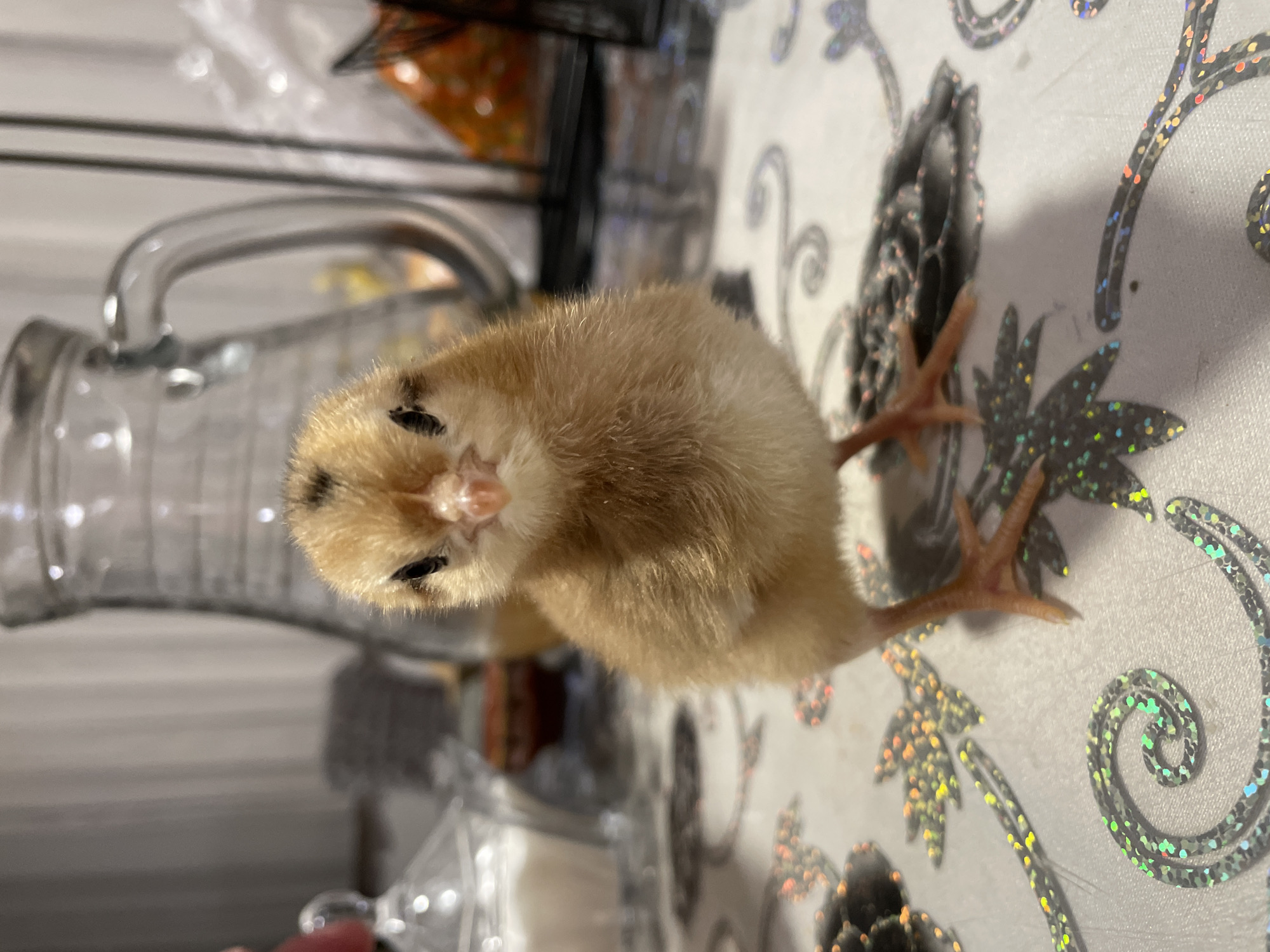 The scene depicts a young chick standing on a patterned surface in an indoor setting in Zlatograd, Bulgaria. The chick, the primary subject, is light brown to yellowish with sparse black markings on its head and back. It has small, dark eyes and a light pinkish-orange beak. Its legs and feet are a pale orange-pink, with visible scales and claws. The chick faces directly towards the viewer.
The surface beneath the chick is a light-colored, possibly white or grey, tablecloth adorned with reflective, possibly holographic, dark patterns. These patterns include spirals, leaves, and scattered dots, which reflect various colors.
In the background, out of focus, a large, clear glass pitcher with a prominent handle is visible to the right of the chick. To the left, a smaller clear glass container, likely a sugar dispenser with a lid, contains a white substance. Further back, various indistinct objects and surfaces suggest a domestic environment, possibly a dining or kitchen area. Artificial indoor lighting illuminates the scene. No people are directly visible, but the setup implies human presence and care for the chick.