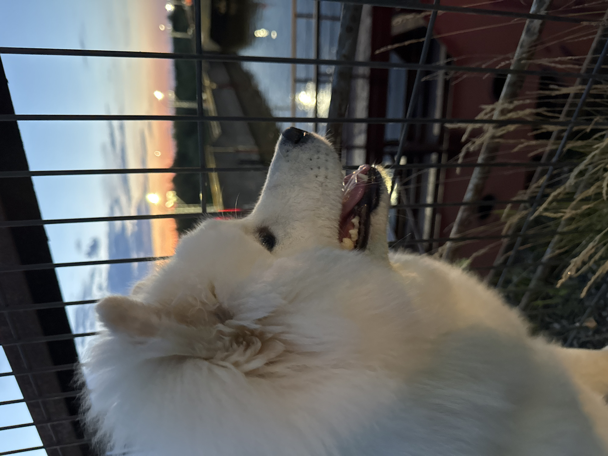 A white dog with long fur is looking to the right, with its mouth slightly open and tongue visible. The dog is positioned in the foreground, partially obscured by a metal fence. In the background, there is a body of water reflecting the sunset sky, which features hues of orange, pink, and blue. Lights are visible on a bridge in the distance. The scene appears to be in Chaikovsky, Russia, near the Kama River, likely at sunset or dusk.