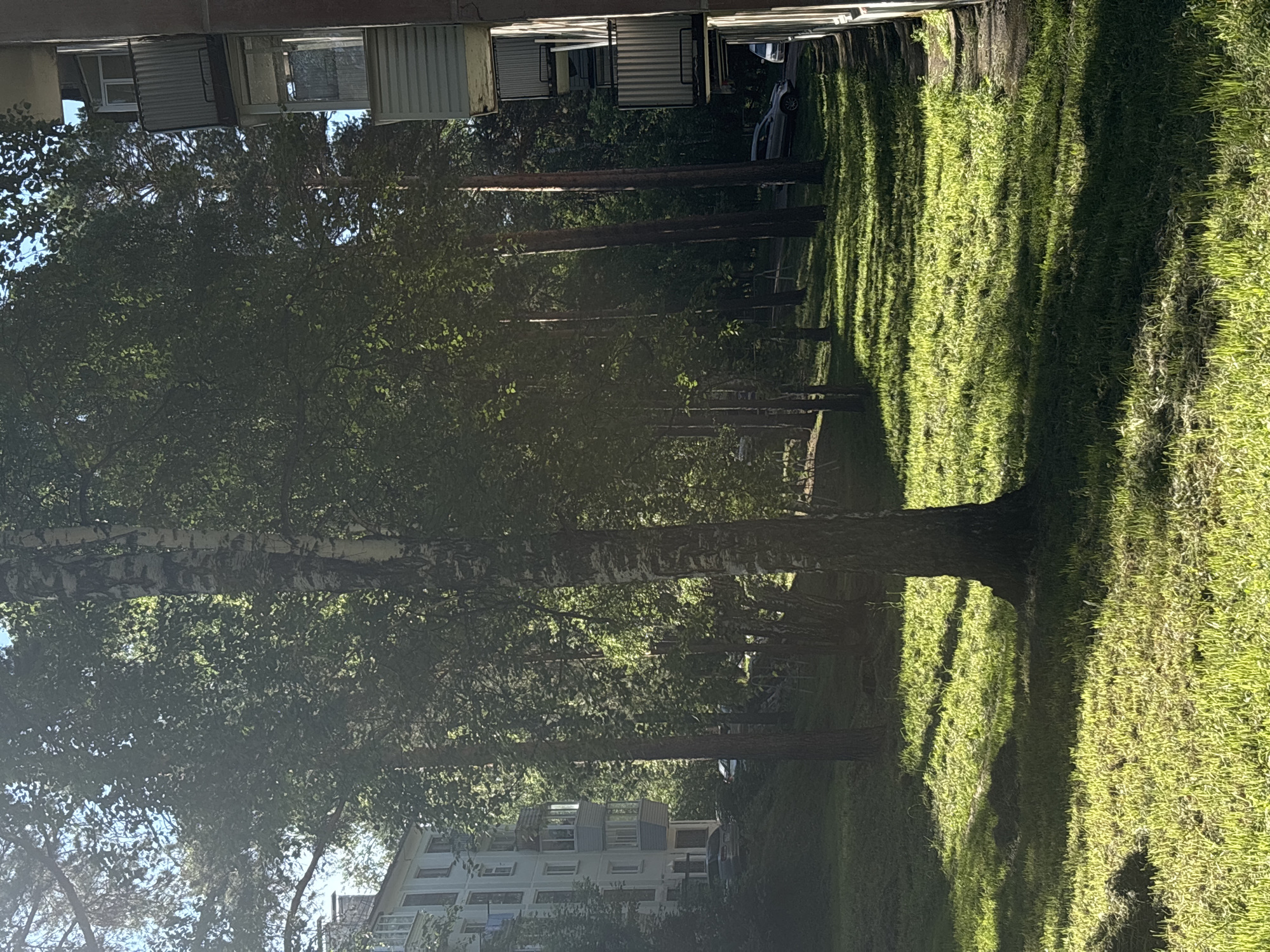 The image depicts a sun-dappled grassy area in front of residential buildings. A prominent birch tree stands in the foreground, its bark white with dark markings. Sunlight streams through the dense foliage of trees, casting long shadows across the bright green grass.
To the left, a light-colored apartment building with multiple stories and balconies is visible. Several cars are parked on a road adjacent to the grassy area. To the right, another building, likely an apartment block, is partially visible, its balconies extending outwards. The scene suggests a residential courtyard or park area within a city.
The overall impression is one of a peaceful, sunlit afternoon in a suburban or urban green space. The presence of buildings and cars indicates an inhabited area.