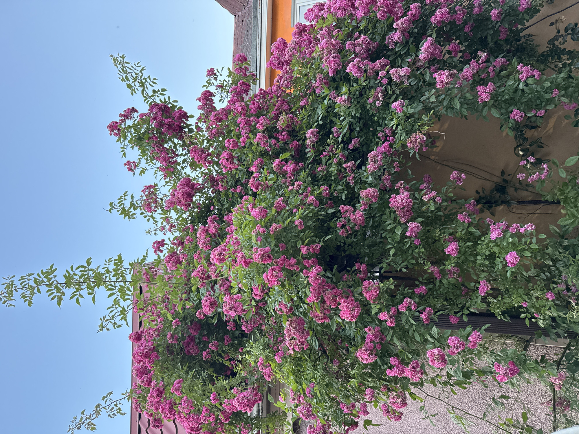 This image captures a vibrant climbing rose bush in full bloom, densely covered with numerous clusters of small, bright pink flowers and lush dark green foliage, set against the exterior of buildings in the city of Sirius, Russia. The extensive bush occupies the majority of the frame, trailing along walls and extending upwards towards the sky. On the left side, a light pink stucco wall is partially visible behind the plant, leading up to a section of a reddish-brown tiled roof. To the right, an orange-painted wall is discernible, with a small portion of a white-framed window peeking through the foliage. A segment of a beige-brown wall is visible behind the central and lower right sections of the rose bush. A dark vertical pipe or conduit is partially obscured by the roses on the left-center. The upper third of the image reveals a clear, light blue sky, indicating daylight conditions. No people, animals, or explicit actions are depicted.