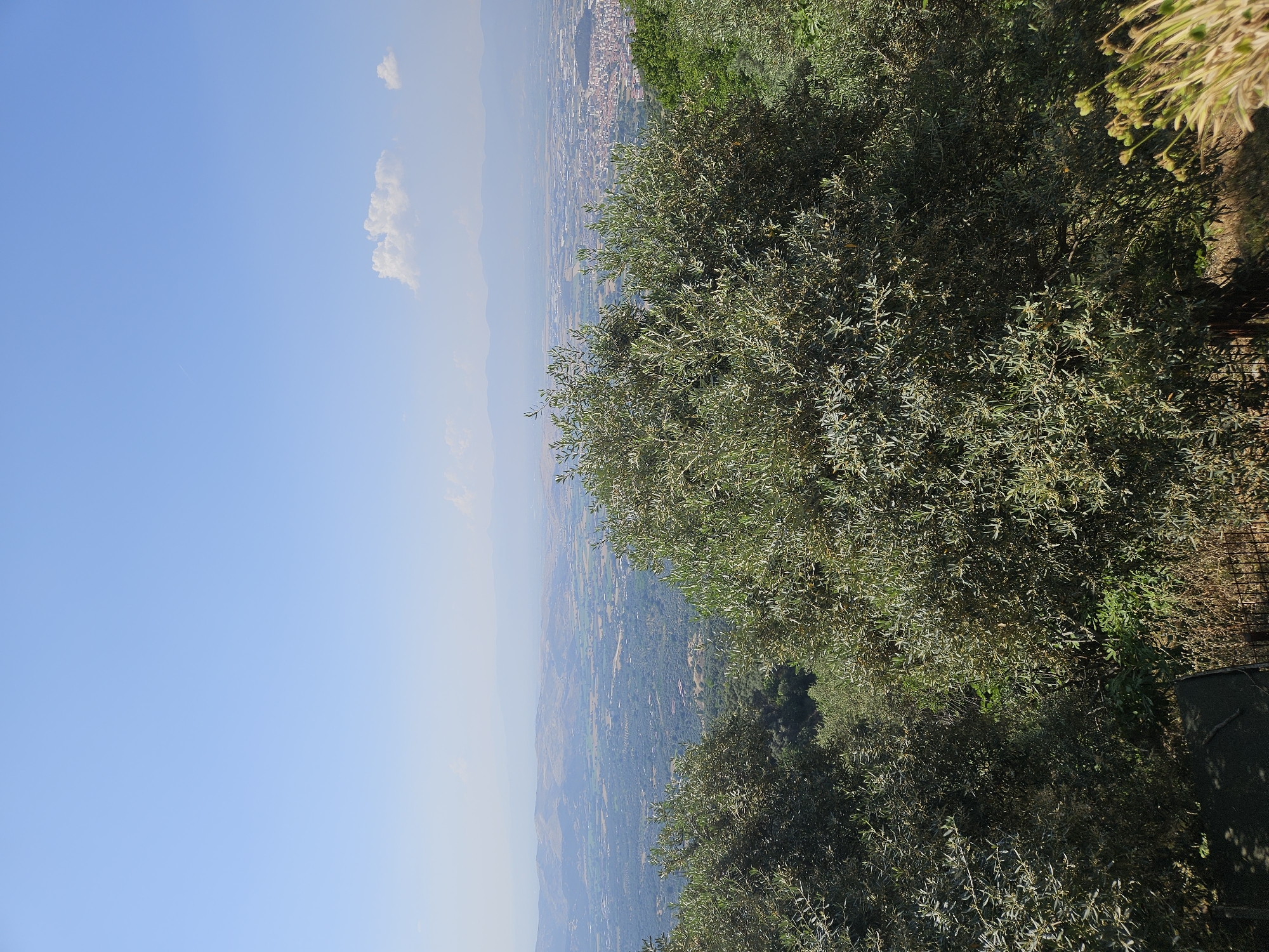 The image displays a wide, elevated view overlooking the plain where the city of Tire, Turkey, is situated, under a clear, bright daytime sky. The immediate foreground is filled with dense foliage primarily composed of olive trees, their small, elongated leaves exhibiting a silvery-green hue, with both sunlit and shaded areas indicating direct sunlight from above.
Beyond the foreground trees, the midground reveals an expansive valley floor. This area is a patchwork of cultivated land, with distinct green and lighter brown sections suggesting agricultural fields. Further to the right in the midground, a significant urban area, a section of Tire city, is visible with numerous buildings clustered together. Adjacent to this urban cluster, an area characterized by larger, more regularly spaced structures indicates industrial or commercial development.
The background features distant mountain ranges appearing as faint, hazy blue silhouettes against the horizon. The sky is a light, uniform blue, with a few small, scattered white cumulus clouds, predominantly visible on the right side of the frame. A faint white aircraft contrail is also discernable in the upper left sky. No individuals, specific actions, or interactions are present in the scene.