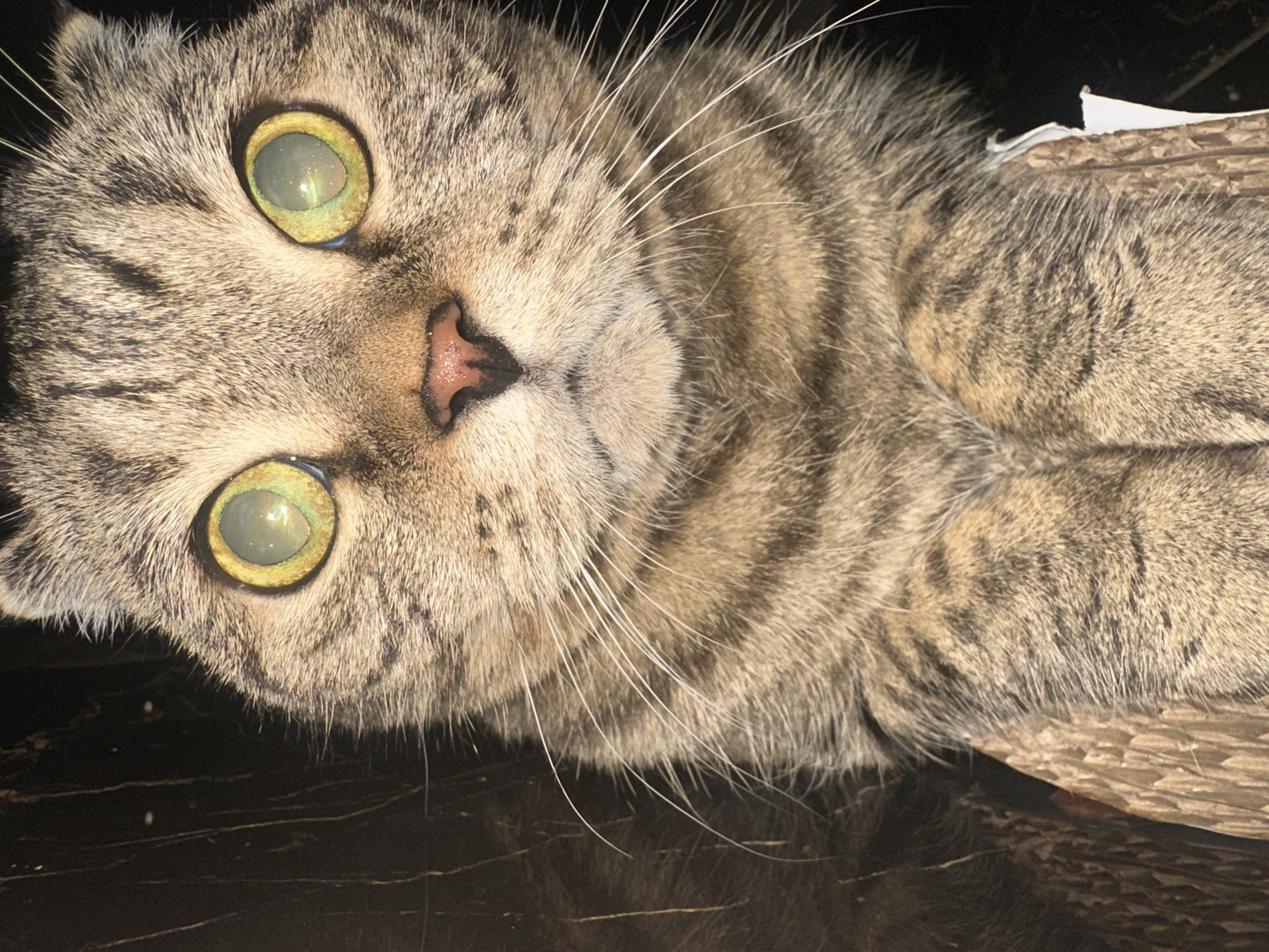 The image is a close-up, head-on shot of a tabby cat with striking green eyes. The cat is looking directly at the camera. Its fur is a mix of brown, black, and grey stripes. The cat's paws are visible at the bottom of the frame, resting on what appears to be a textured wooden surface. The background is dark and out of focus, making the cat the sole subject. The provided location information, "Virki, Russia," does not have any visual correlation within the image itself.